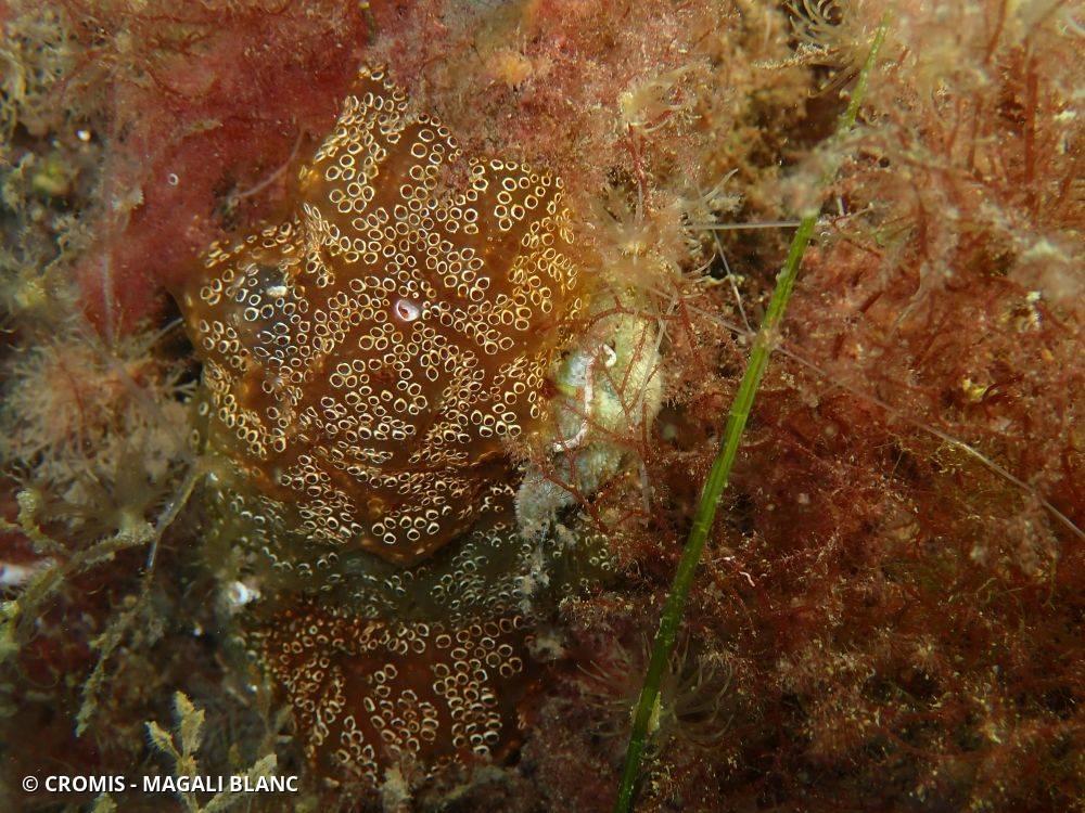 Ascidie coloniale pourpre