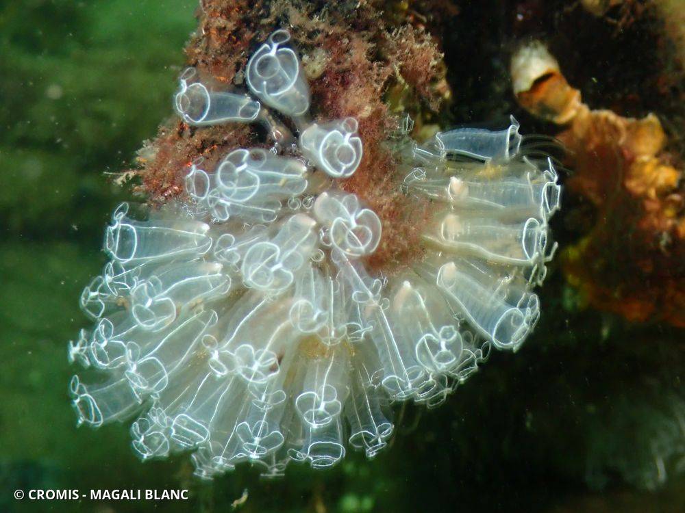 Claveline bleutée de Méditerranée