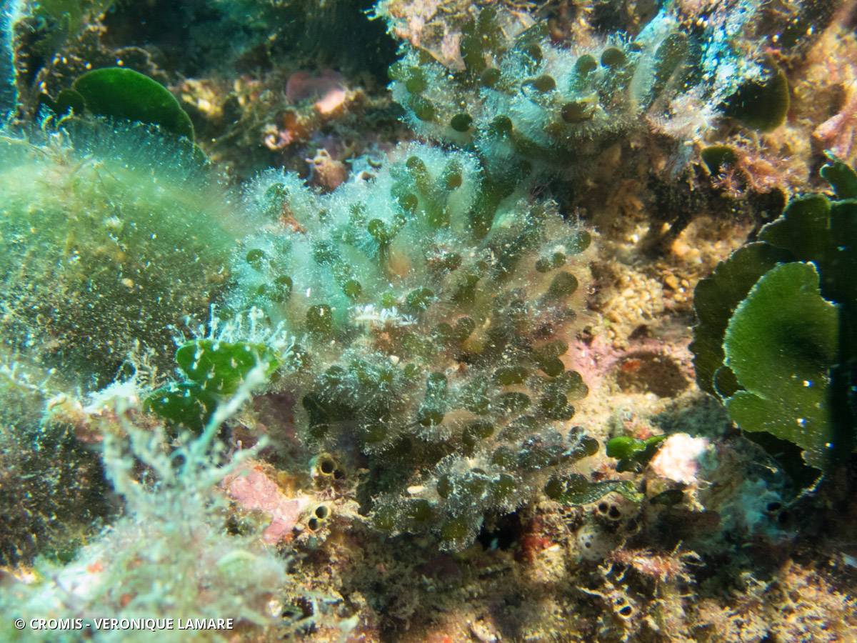 Codium fragile
