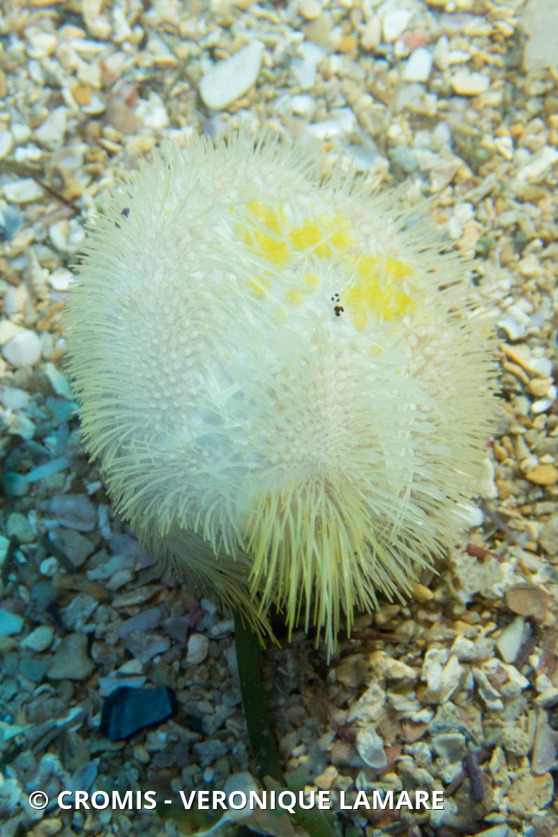 Oursin coeur jaune
