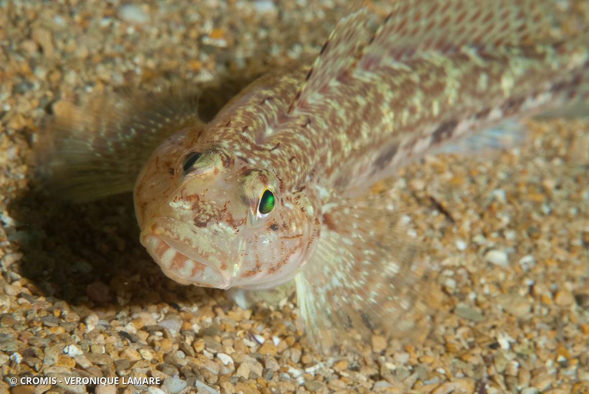 Gobie à joues poreuses