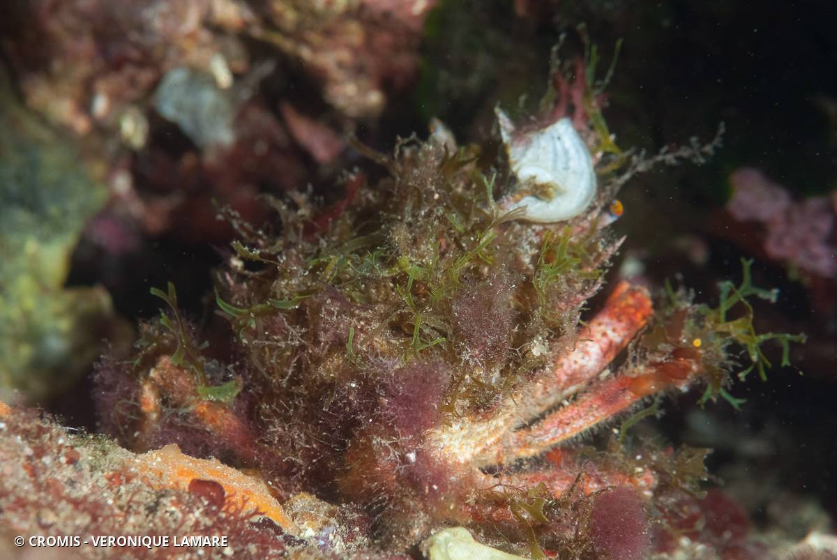 Grande araignée de Méditerranée