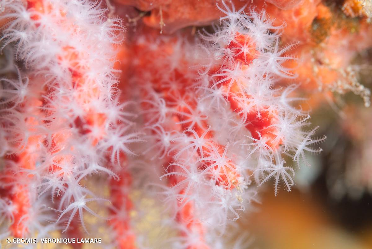 Corail rouge de Méditerranée