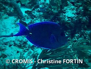Chirurgien bleu