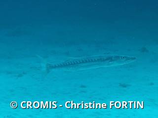 Grand barracuda