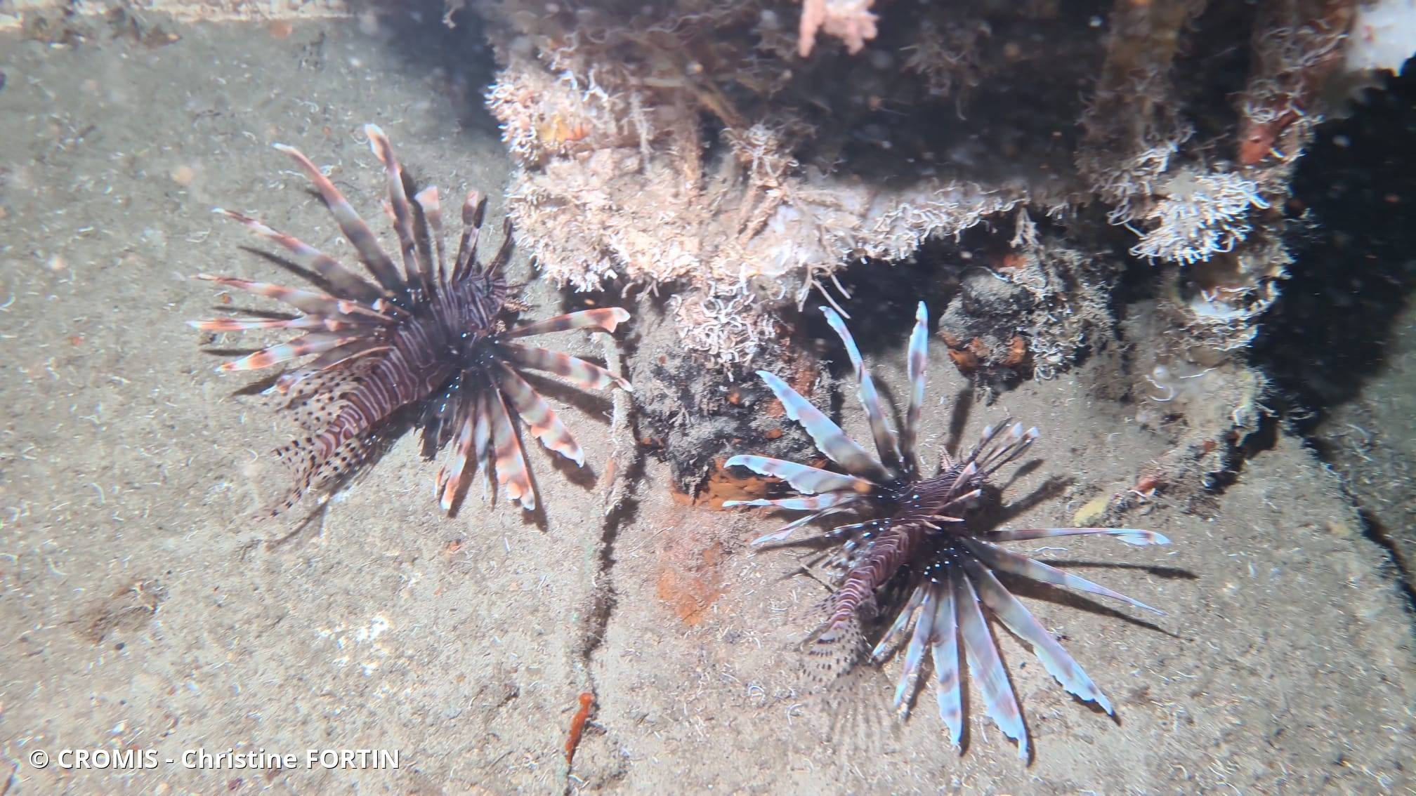 Rascasse volante du Pacifique/de l'océan Indien