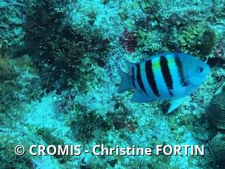 Sergent-major des Antilles
