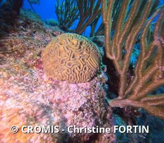 Corail cerveau bosselé