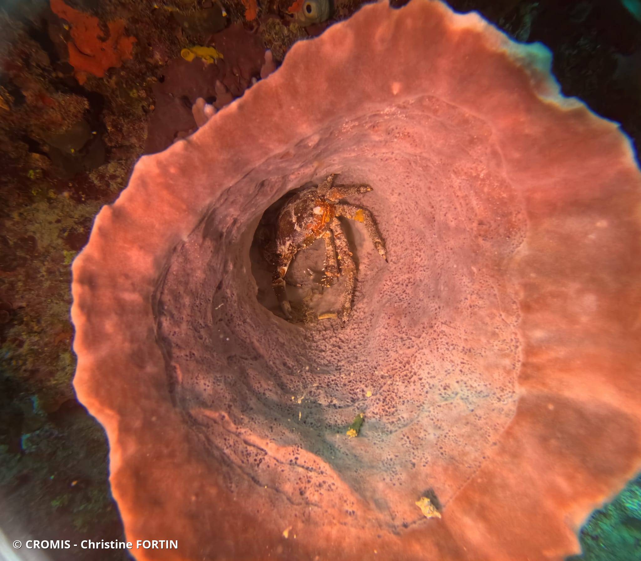 Araignée de mer verruqueuse