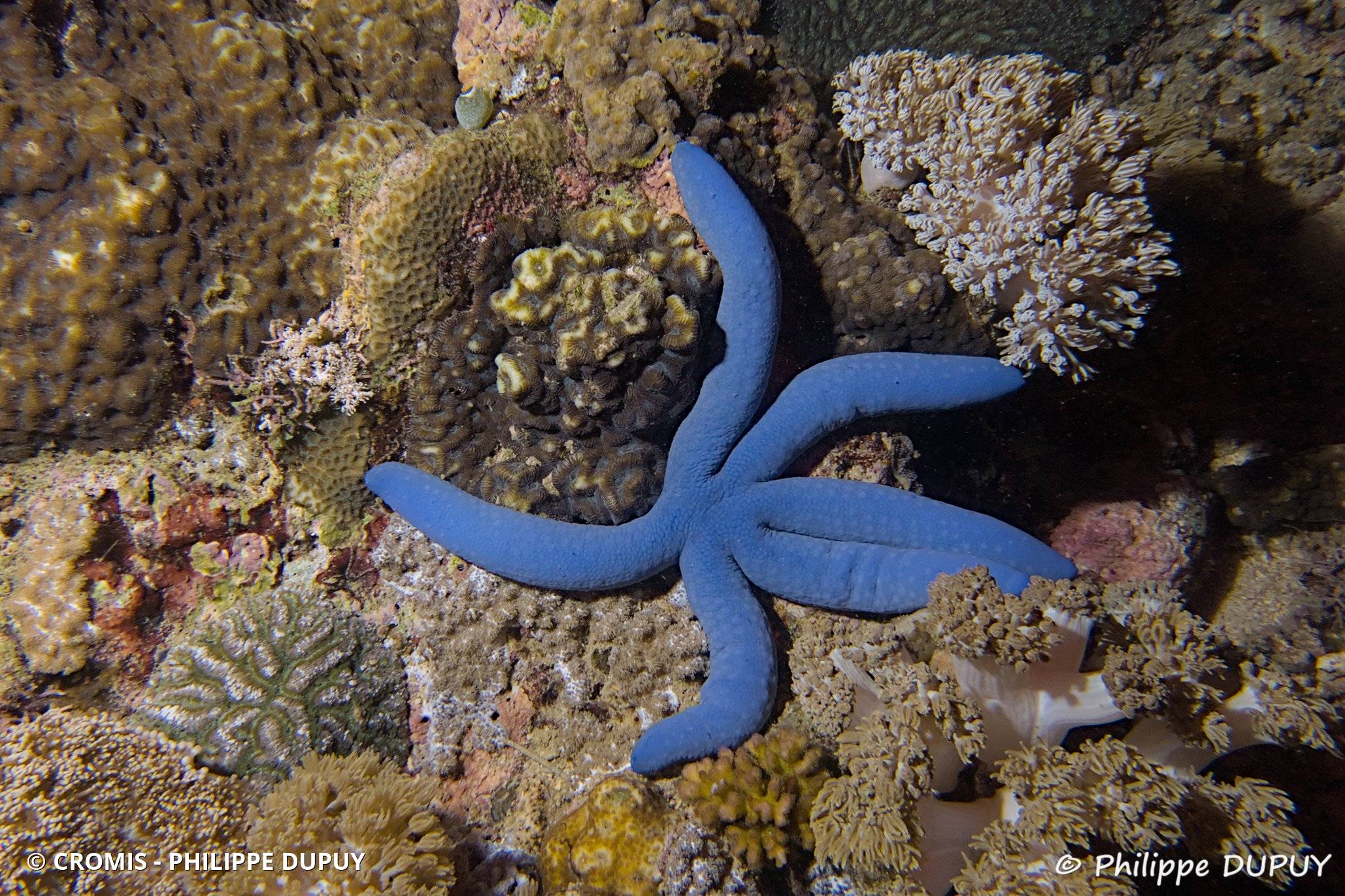 Linckia bleue