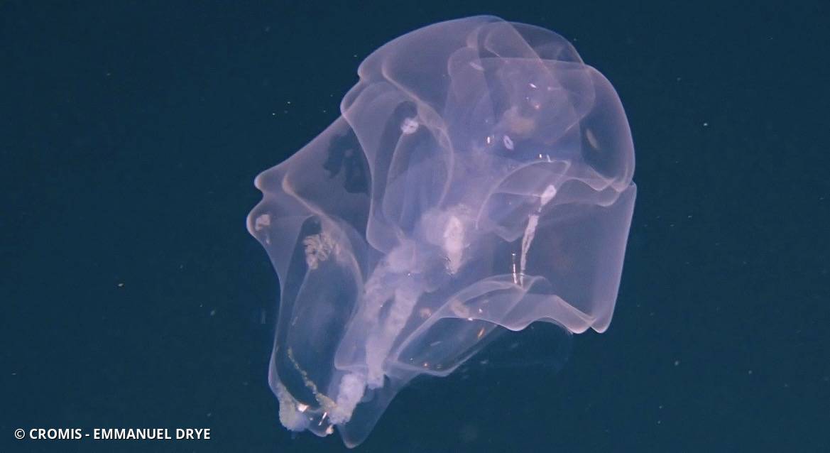 Siphonophore fer à cheval