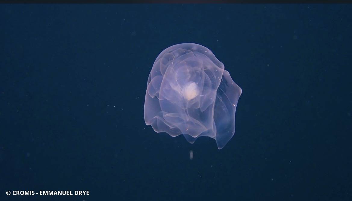 Siphonophore fer à cheval