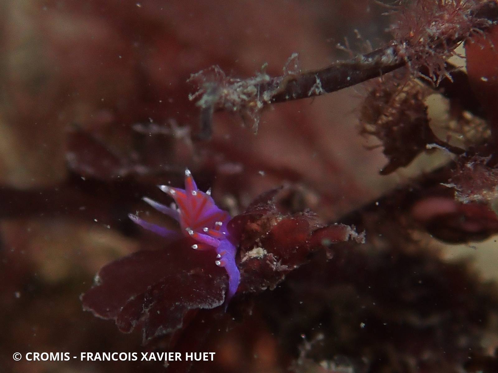 Coryphelle mauve