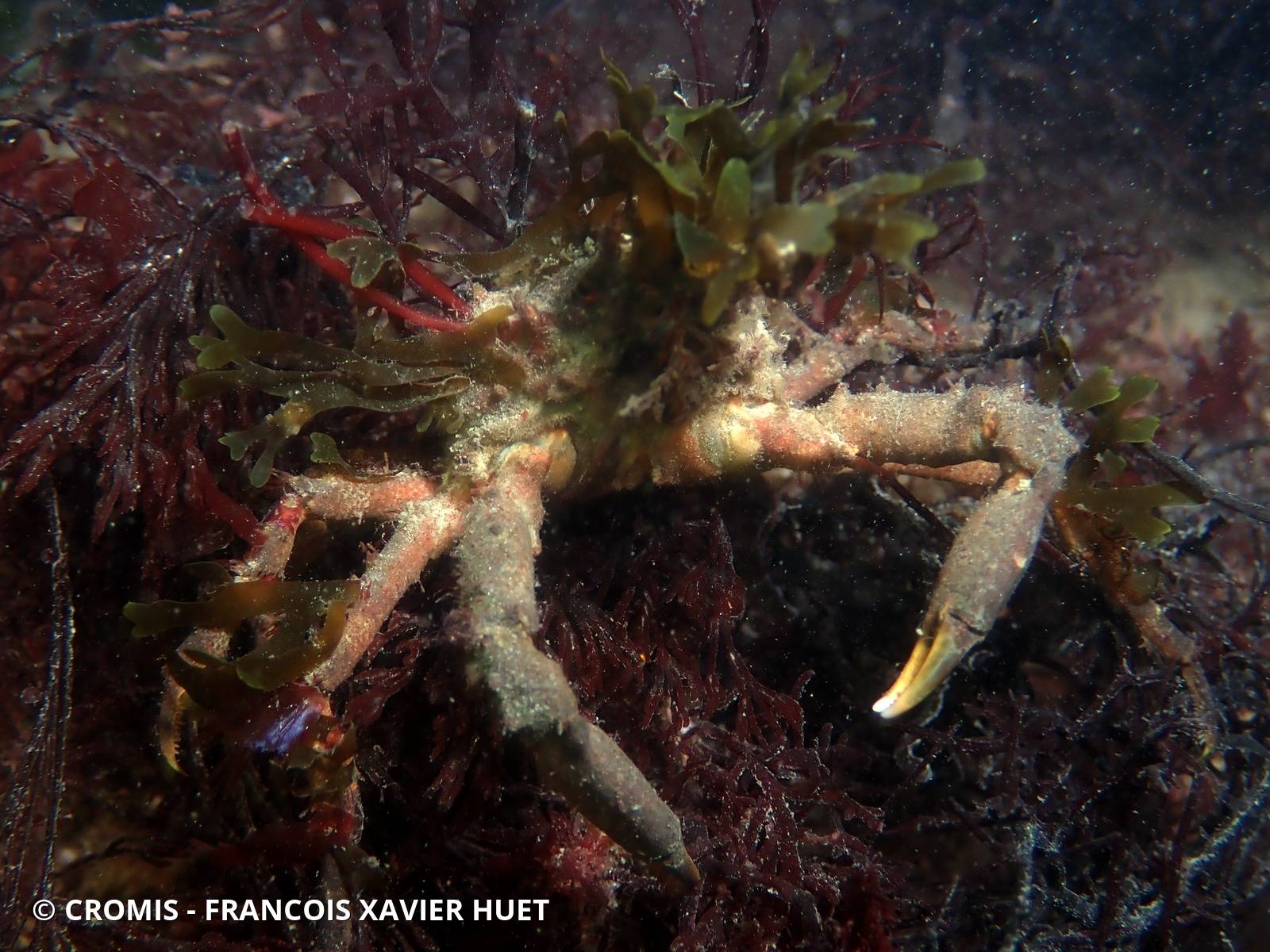 Araignée de mer Atlantique