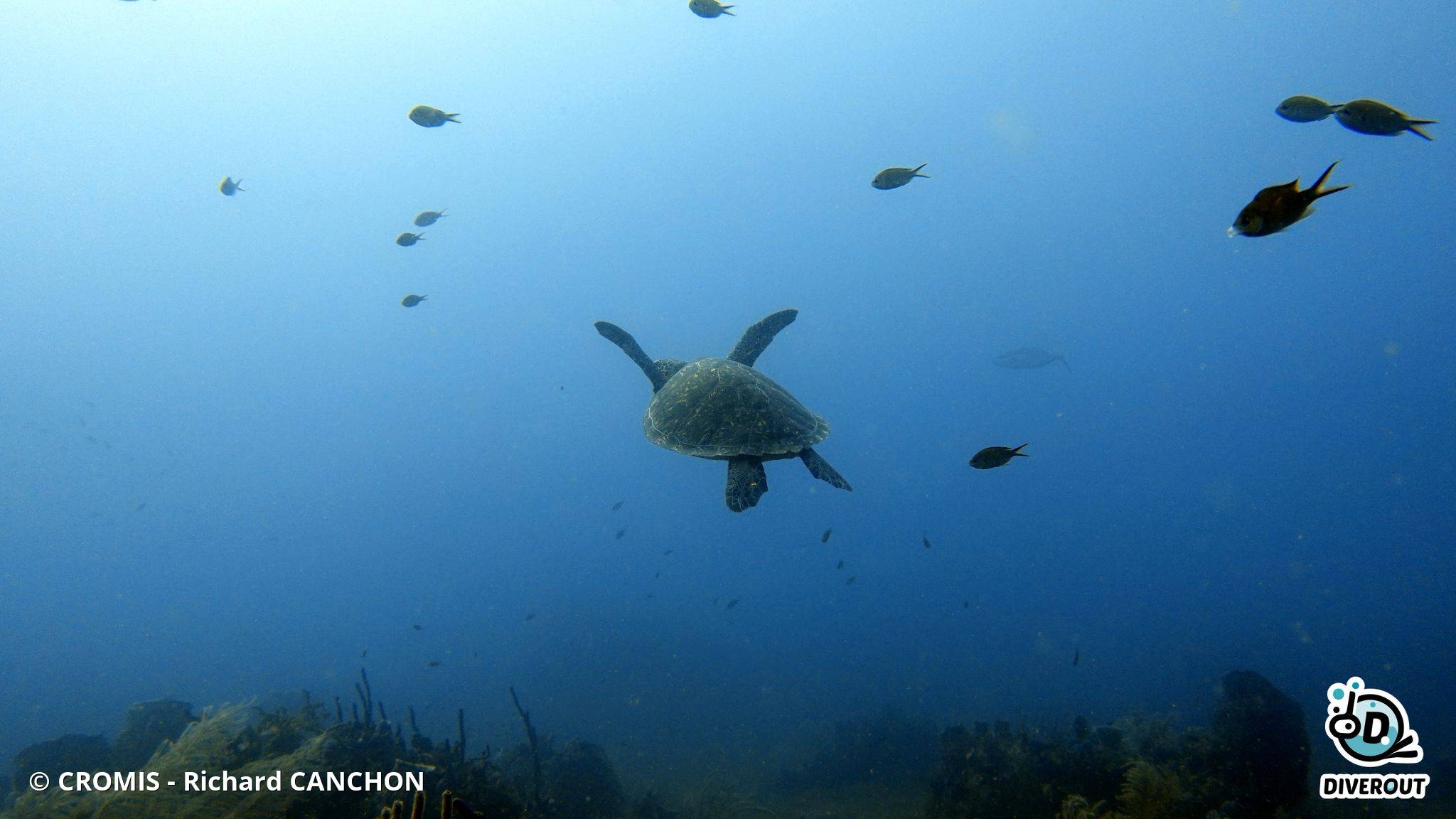 Tortue verte