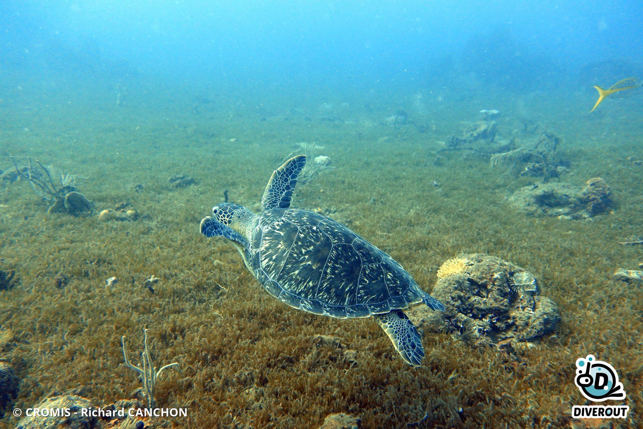Tortue imbriquée
