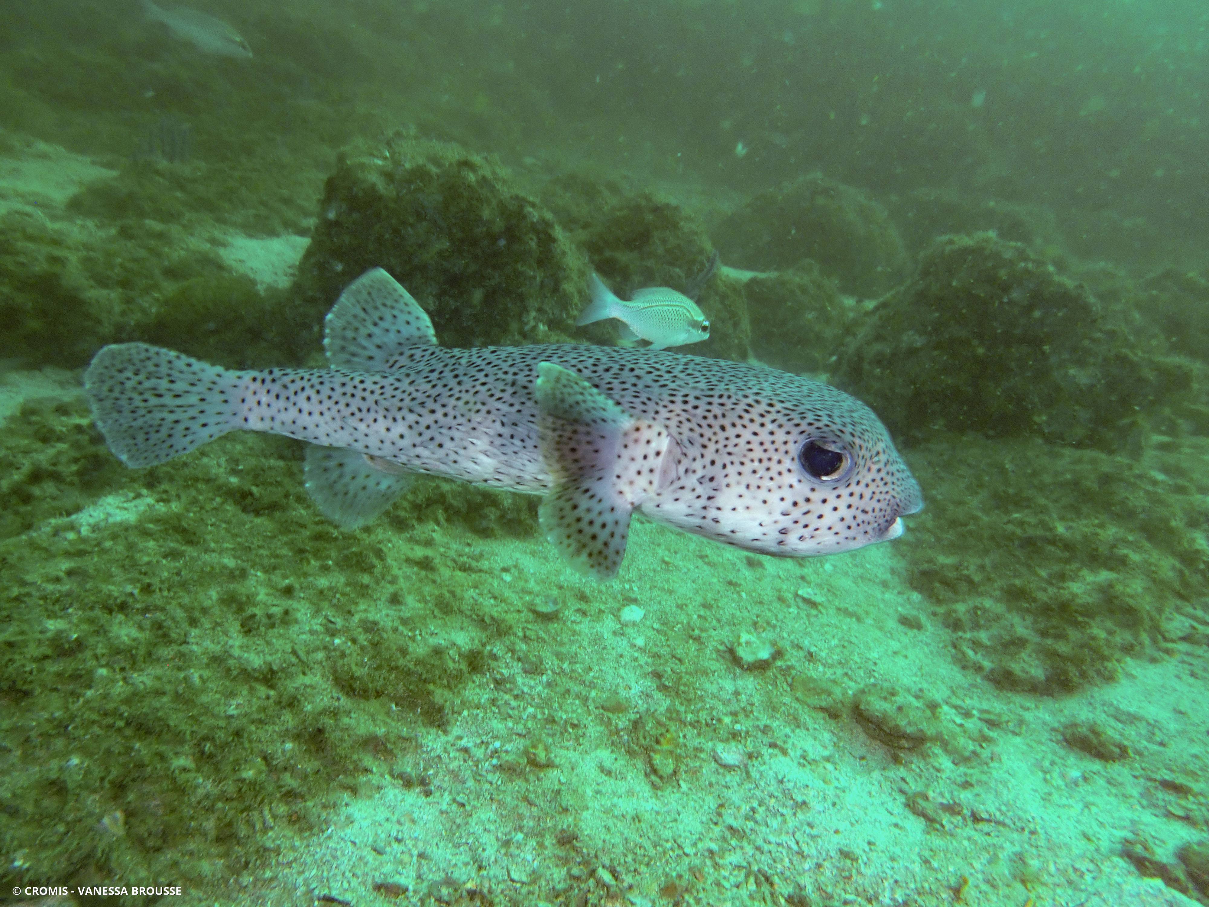 Poisson-grand porc-épic