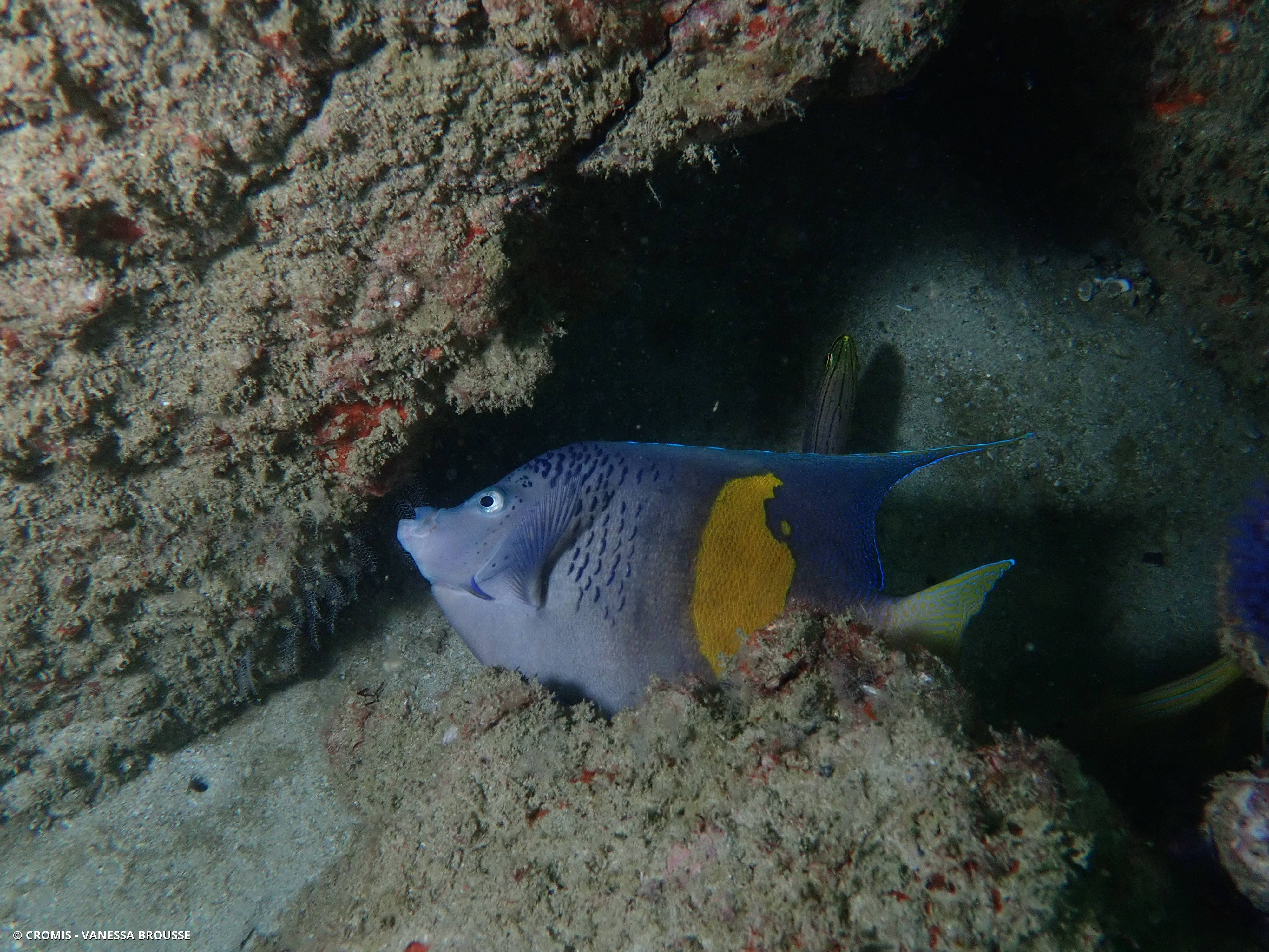 Poisson-ange géographe