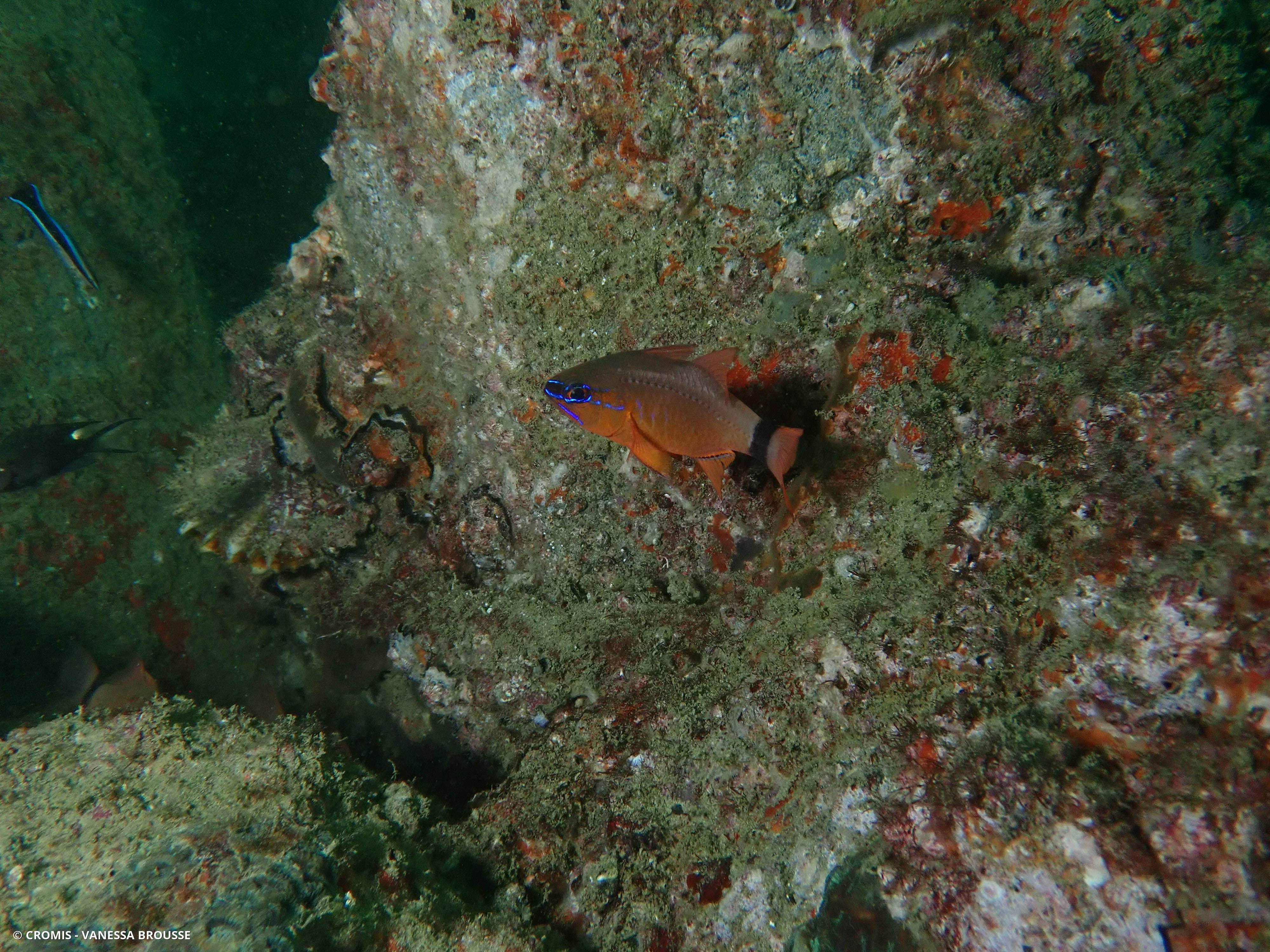 Apogon doré