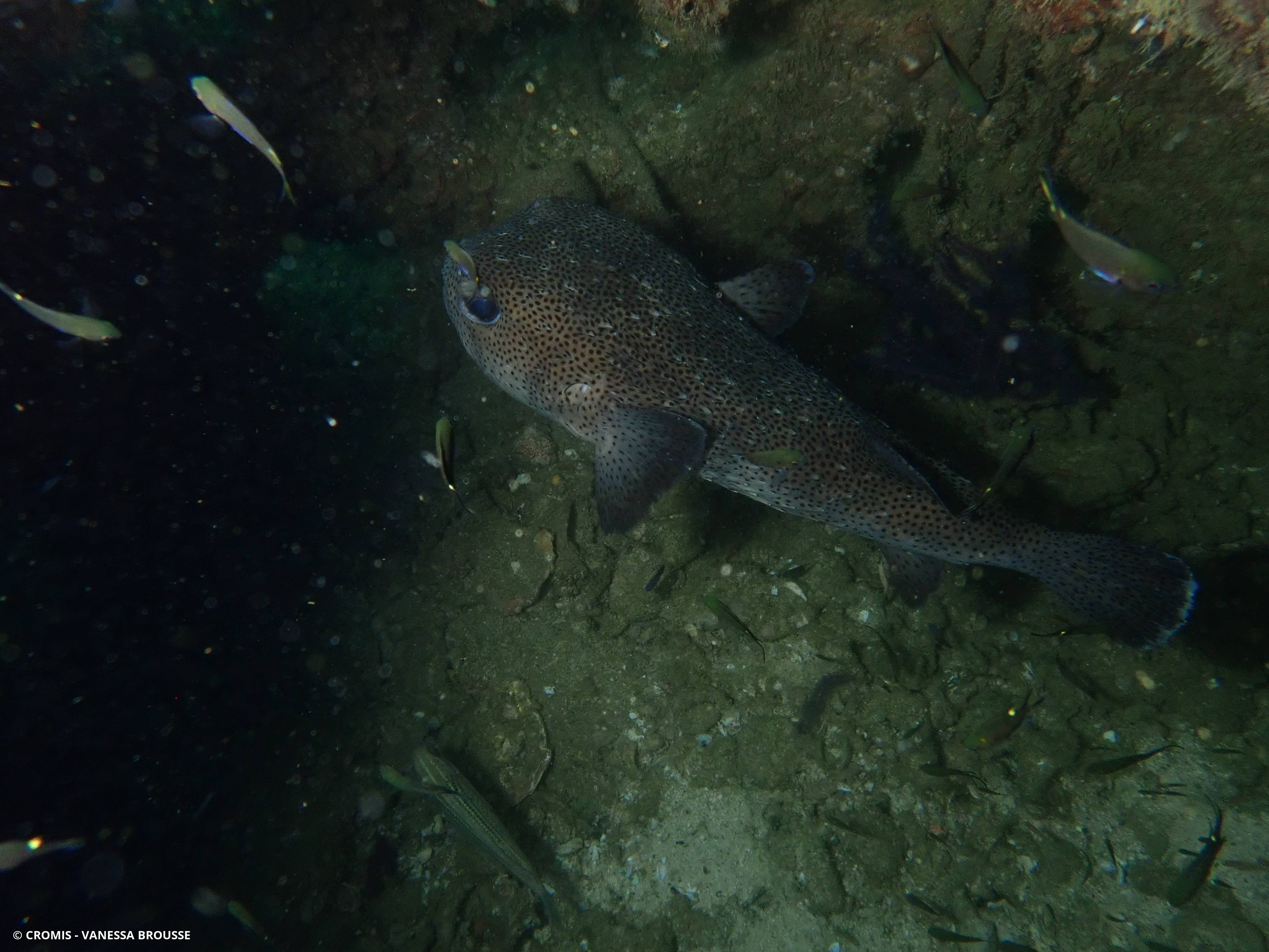 Poisson-grand porc-épic