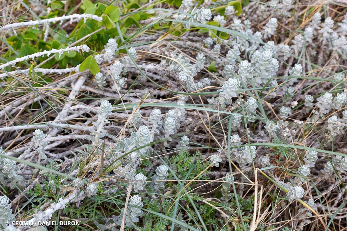 Diotis blanc