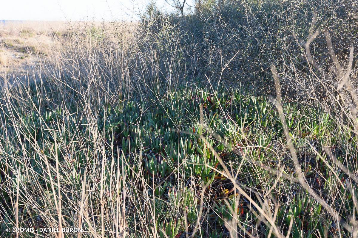 Griffe de sorcière crochue