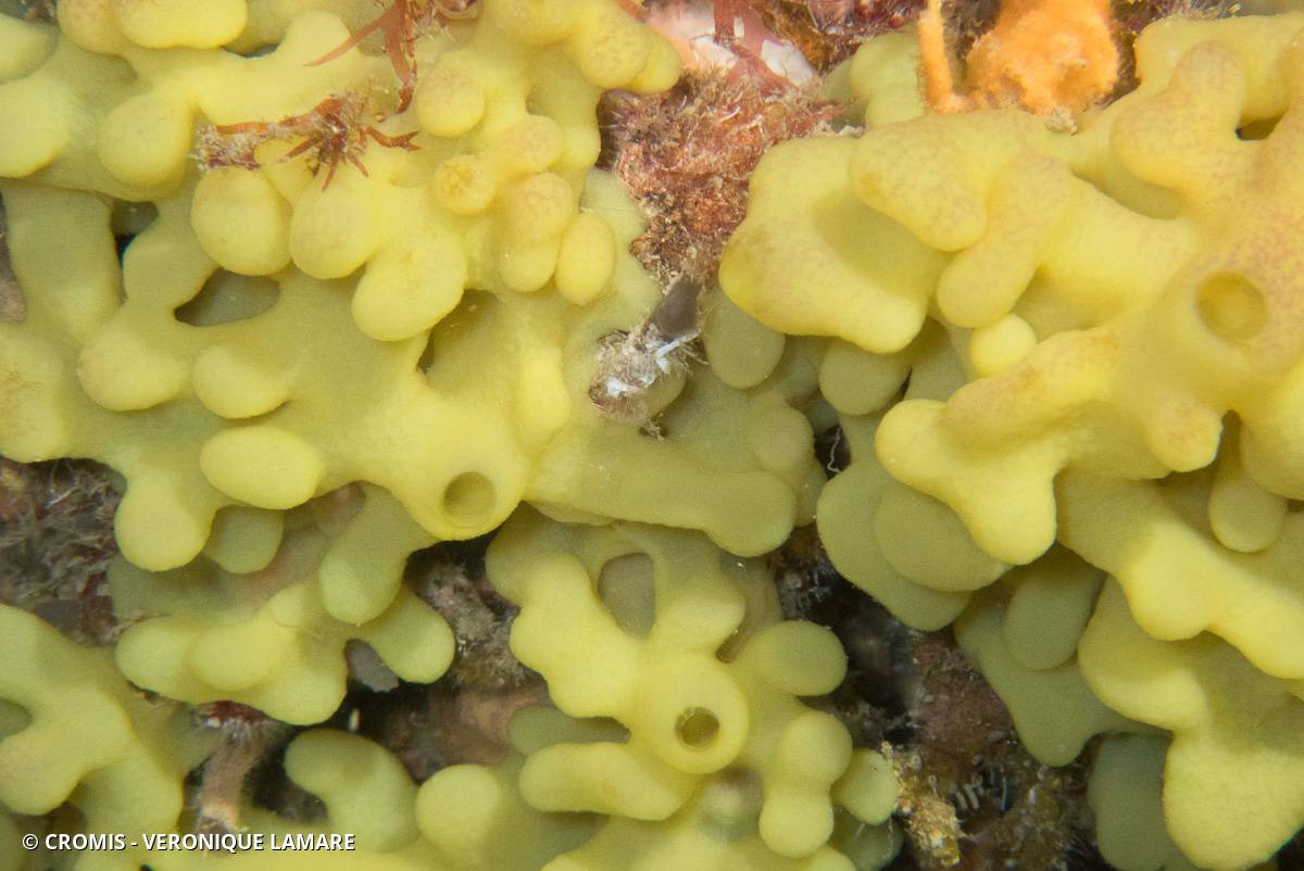 Oscarelle jaune-orange