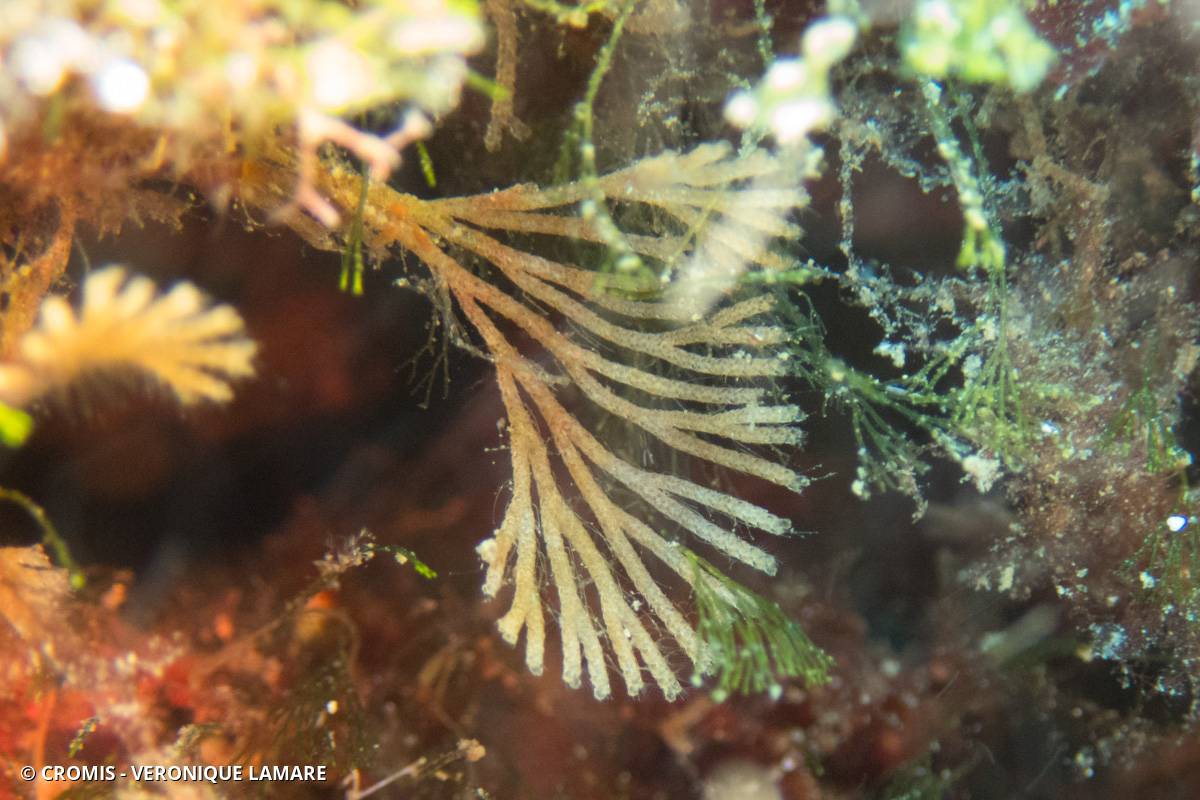 Bryozoaire à fouet