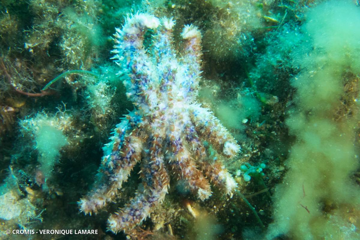 Etoile de mer épineuse