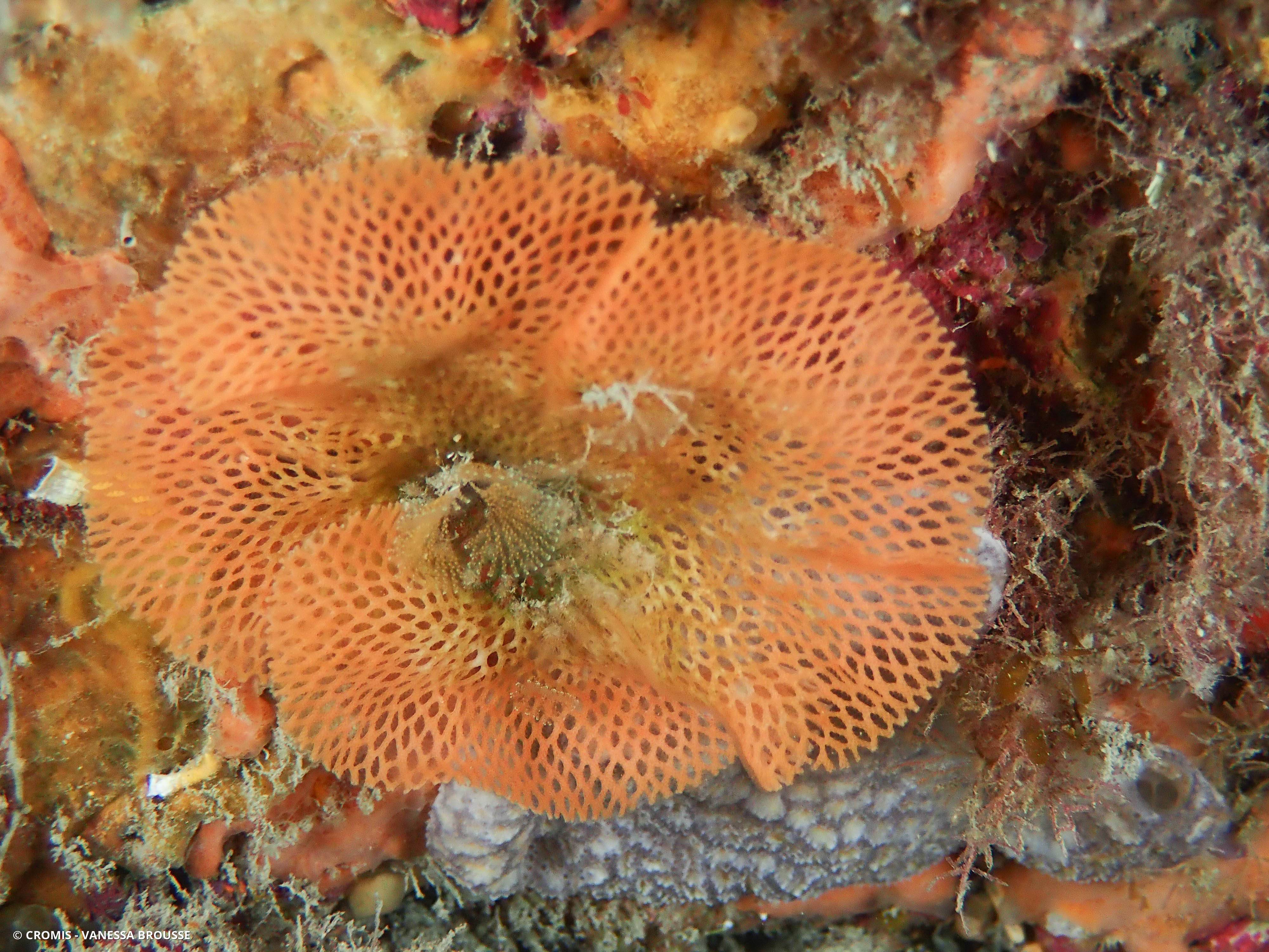 Dentelle de Neptune