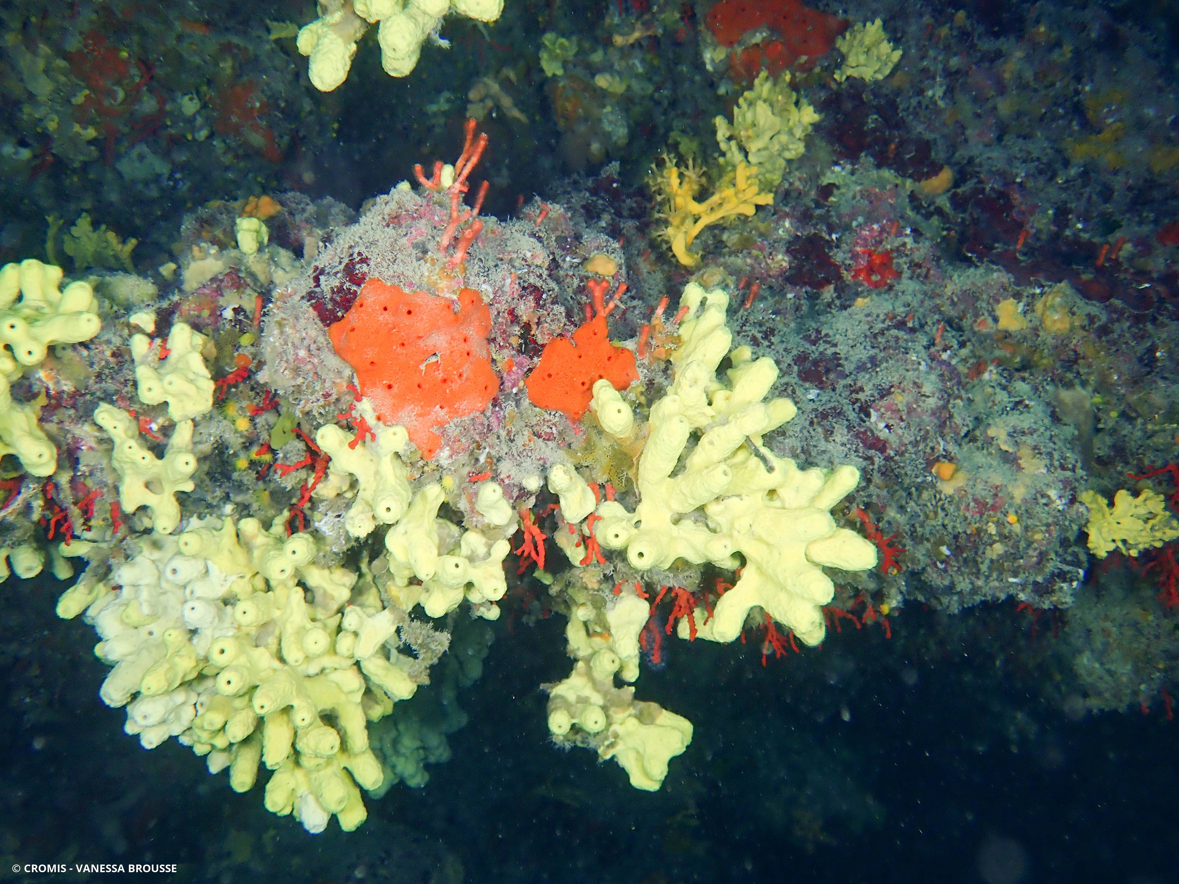 Eponge cavernicole jaune
