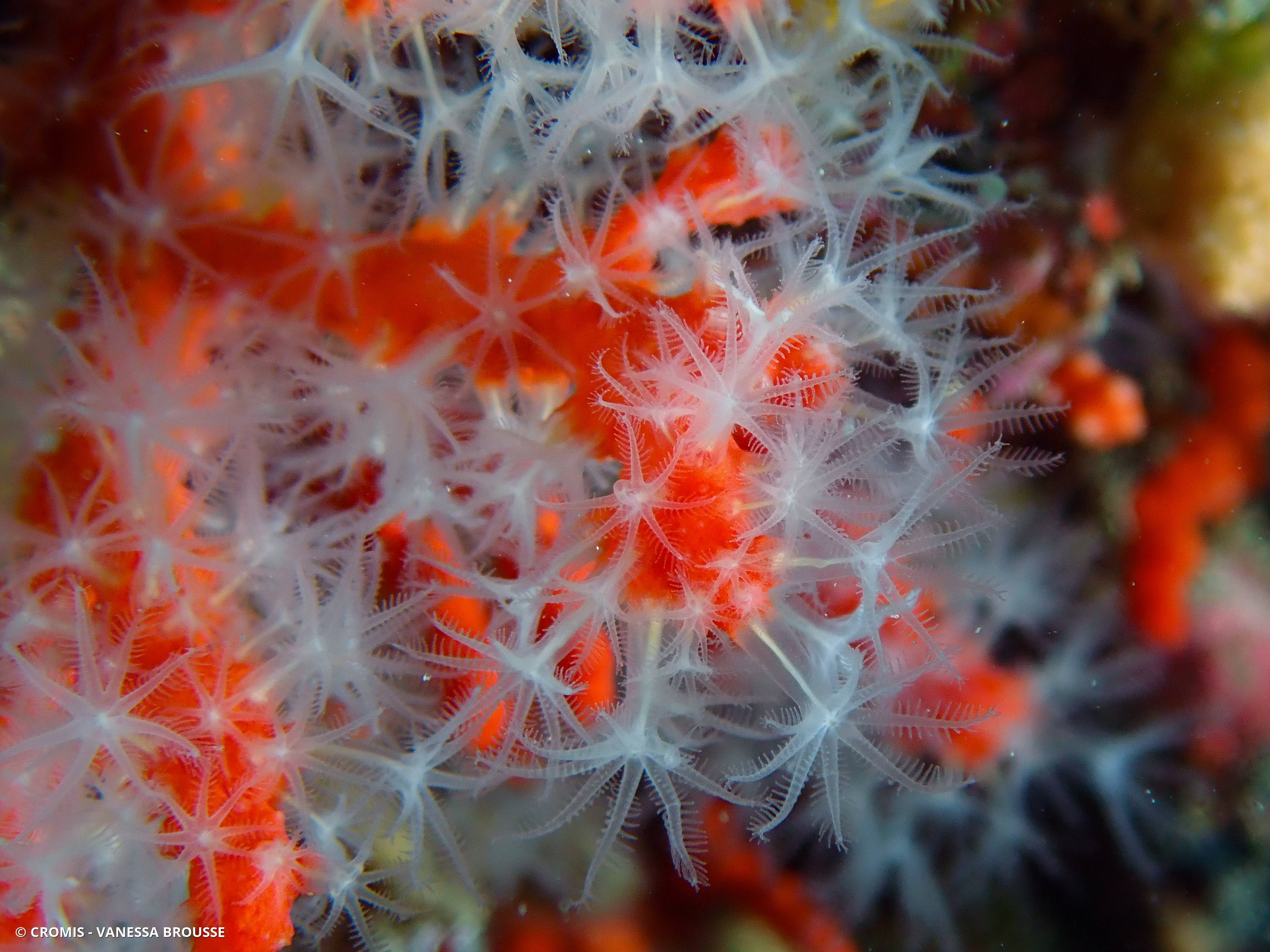 Corail rouge de Méditerranée