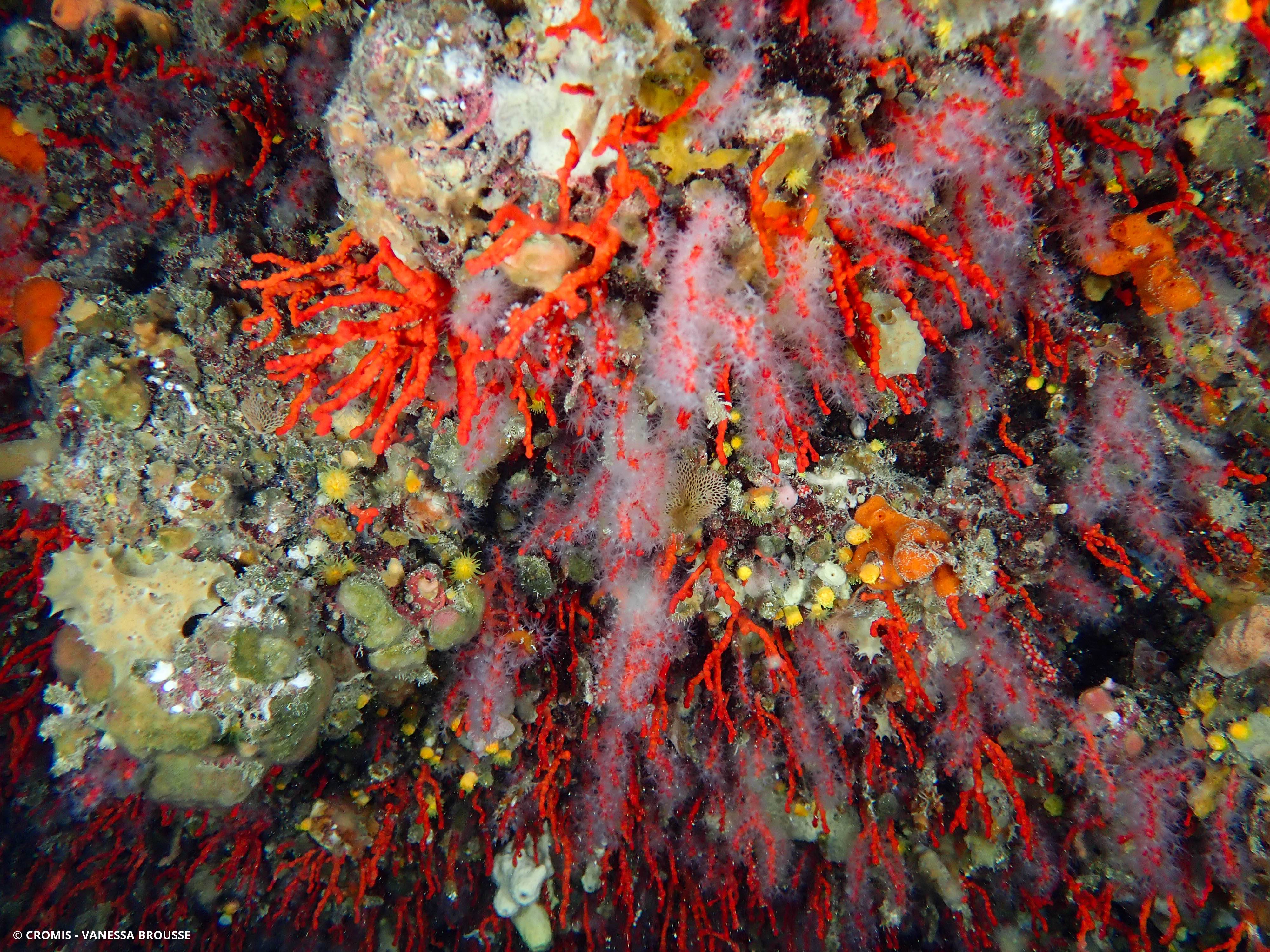Corail rouge de Méditerranée