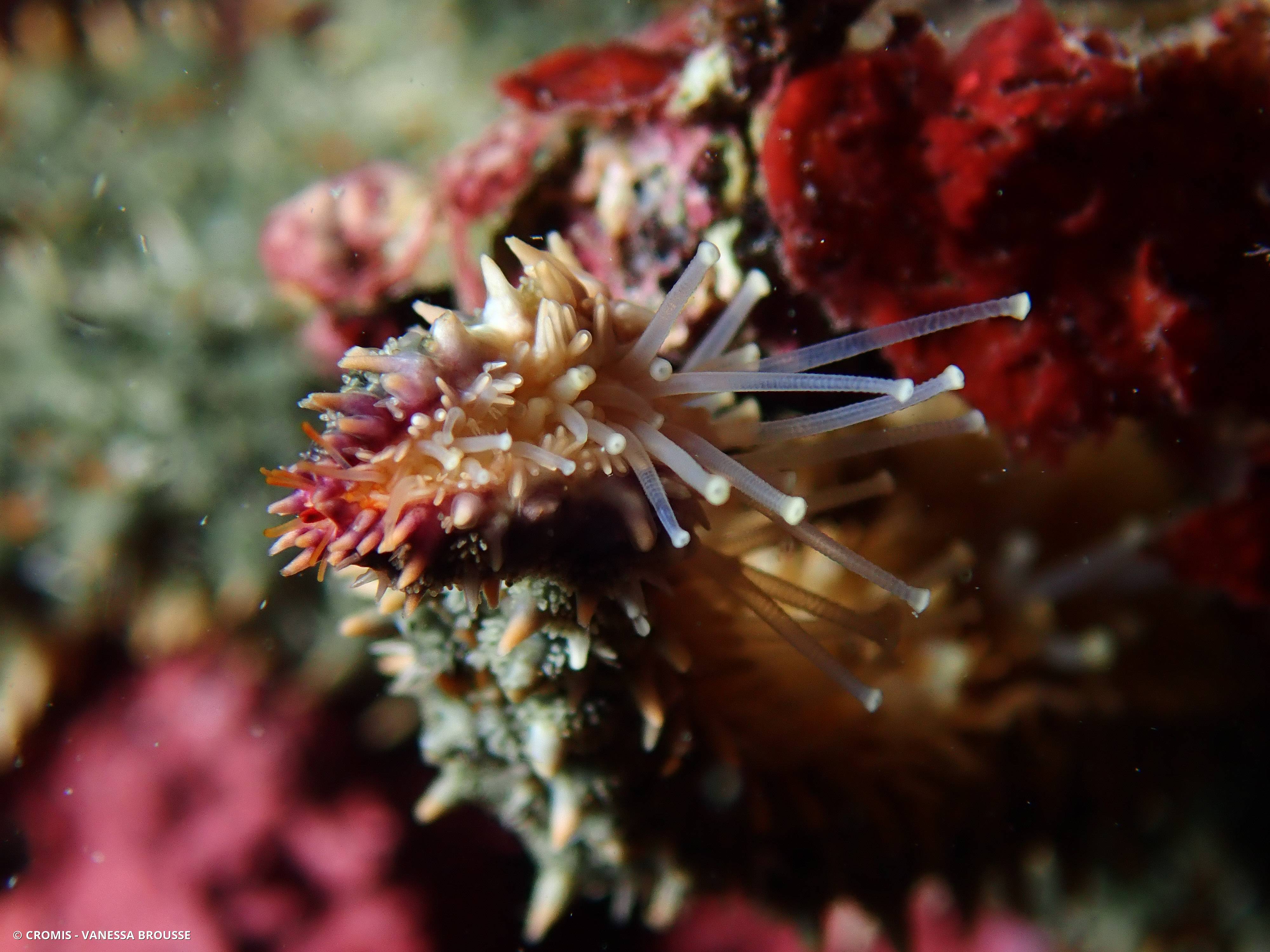 Etoile de mer glaciaire