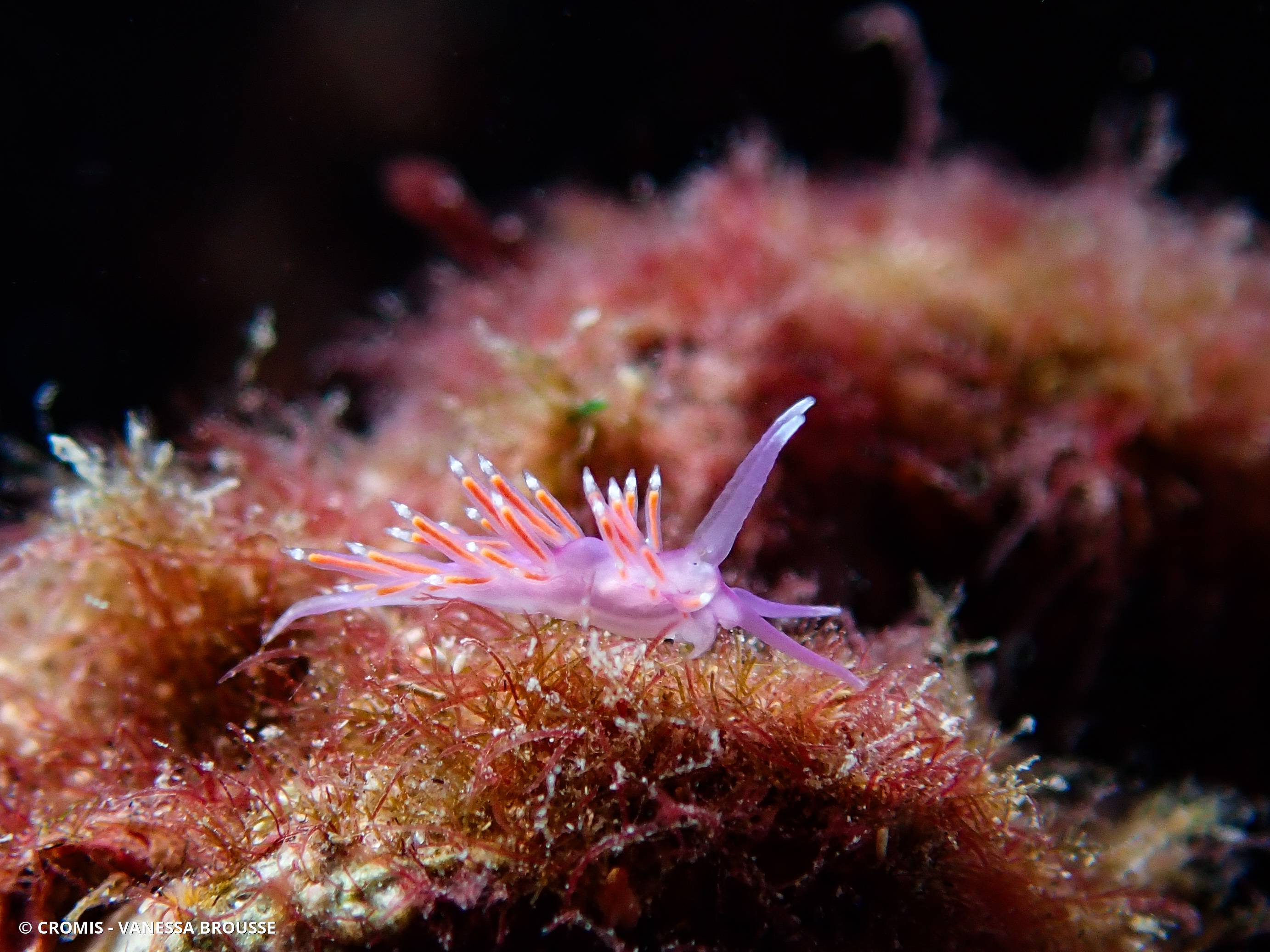 Coryphelle mauve