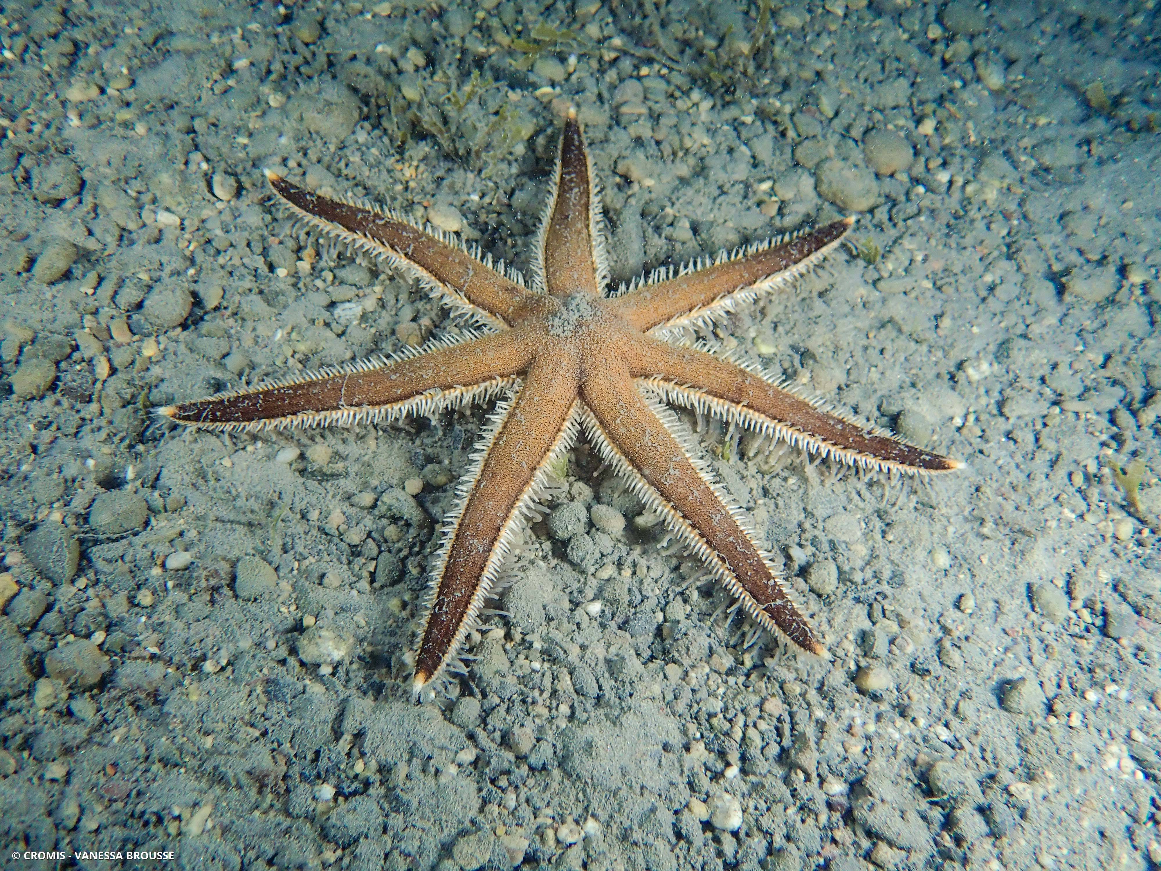 Etoile à sept bras