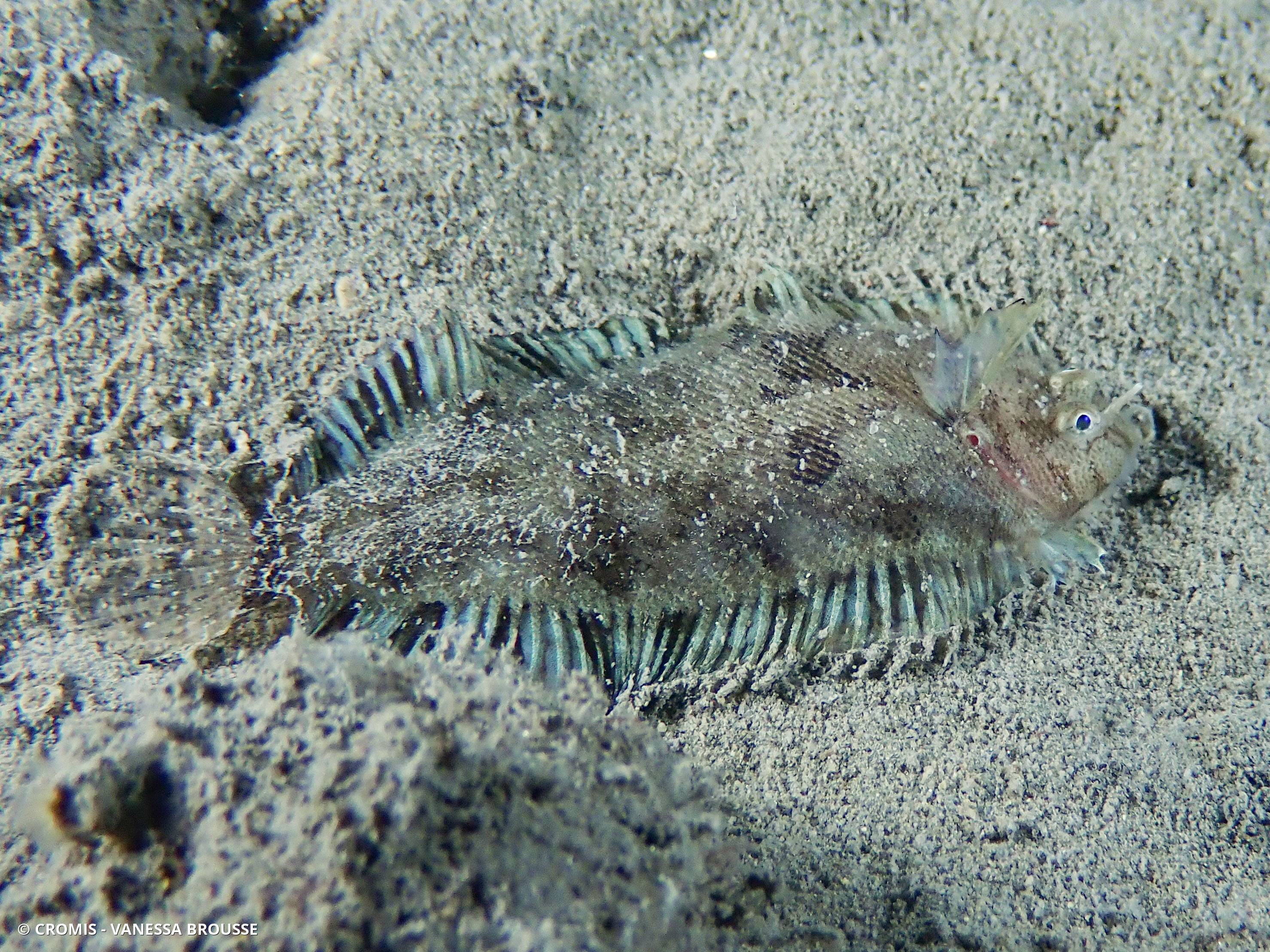 Sole velue