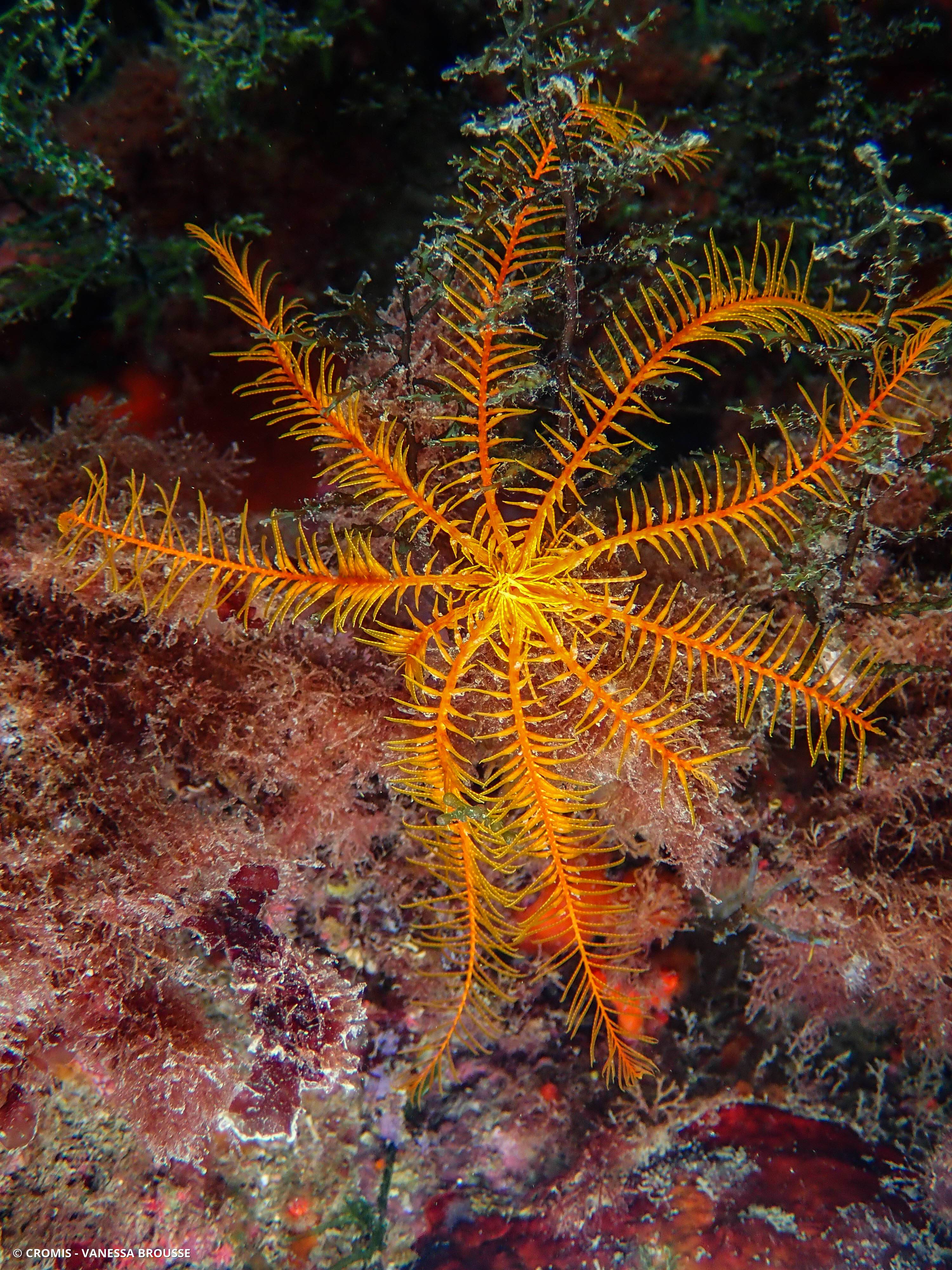 Comatule de Méditerranée