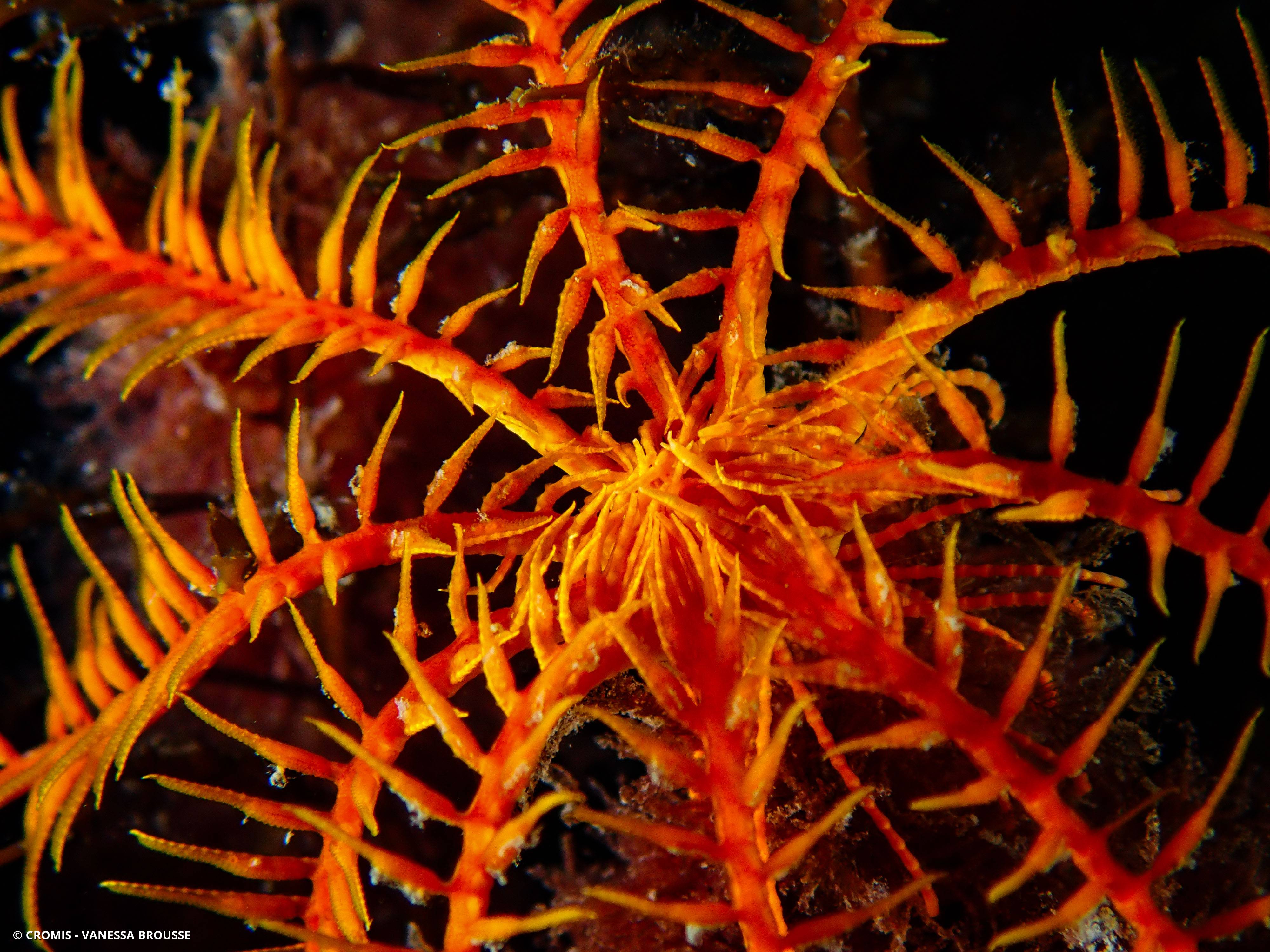 Comatule de Méditerranée