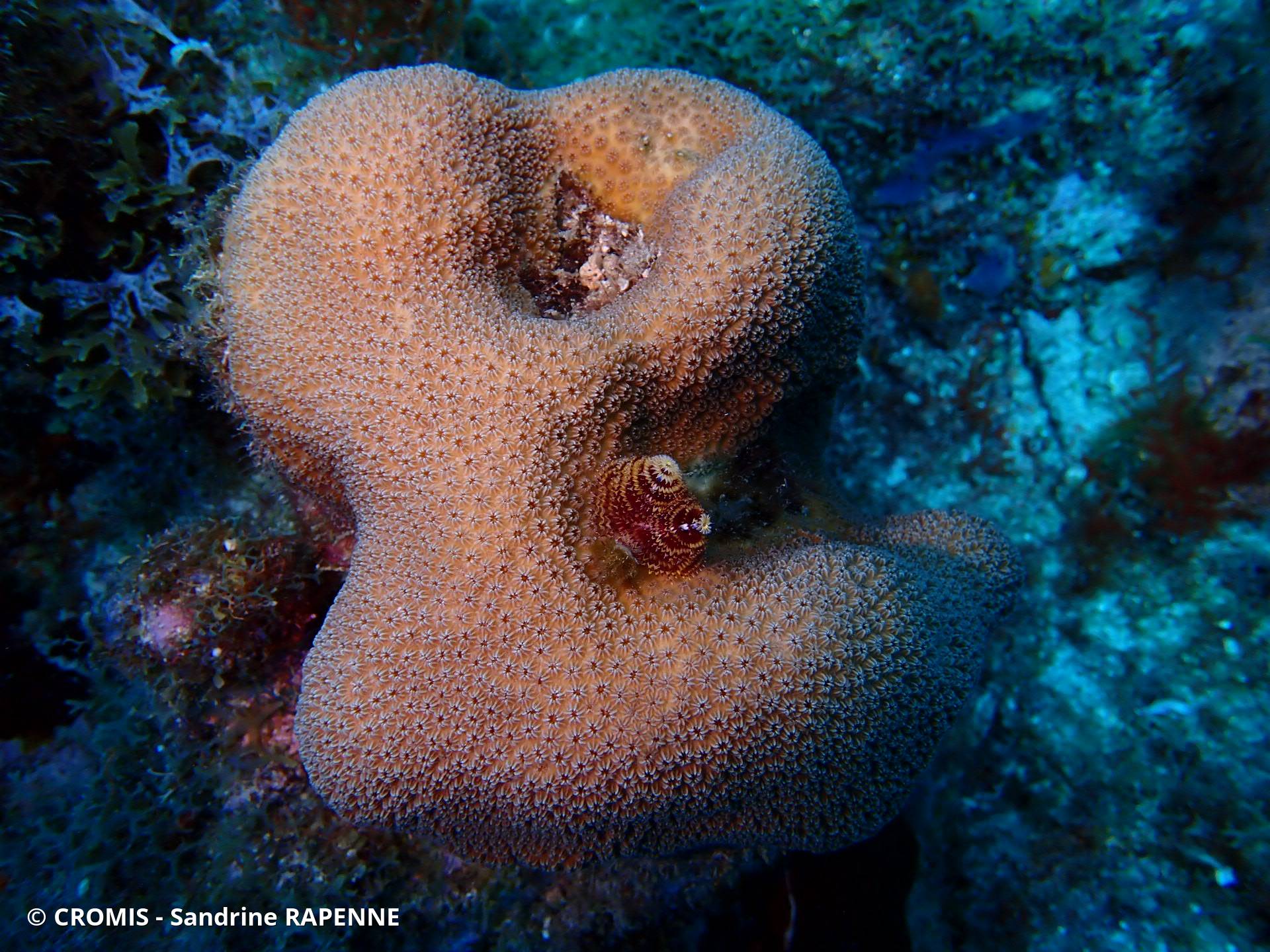 Corail étoilé lobé