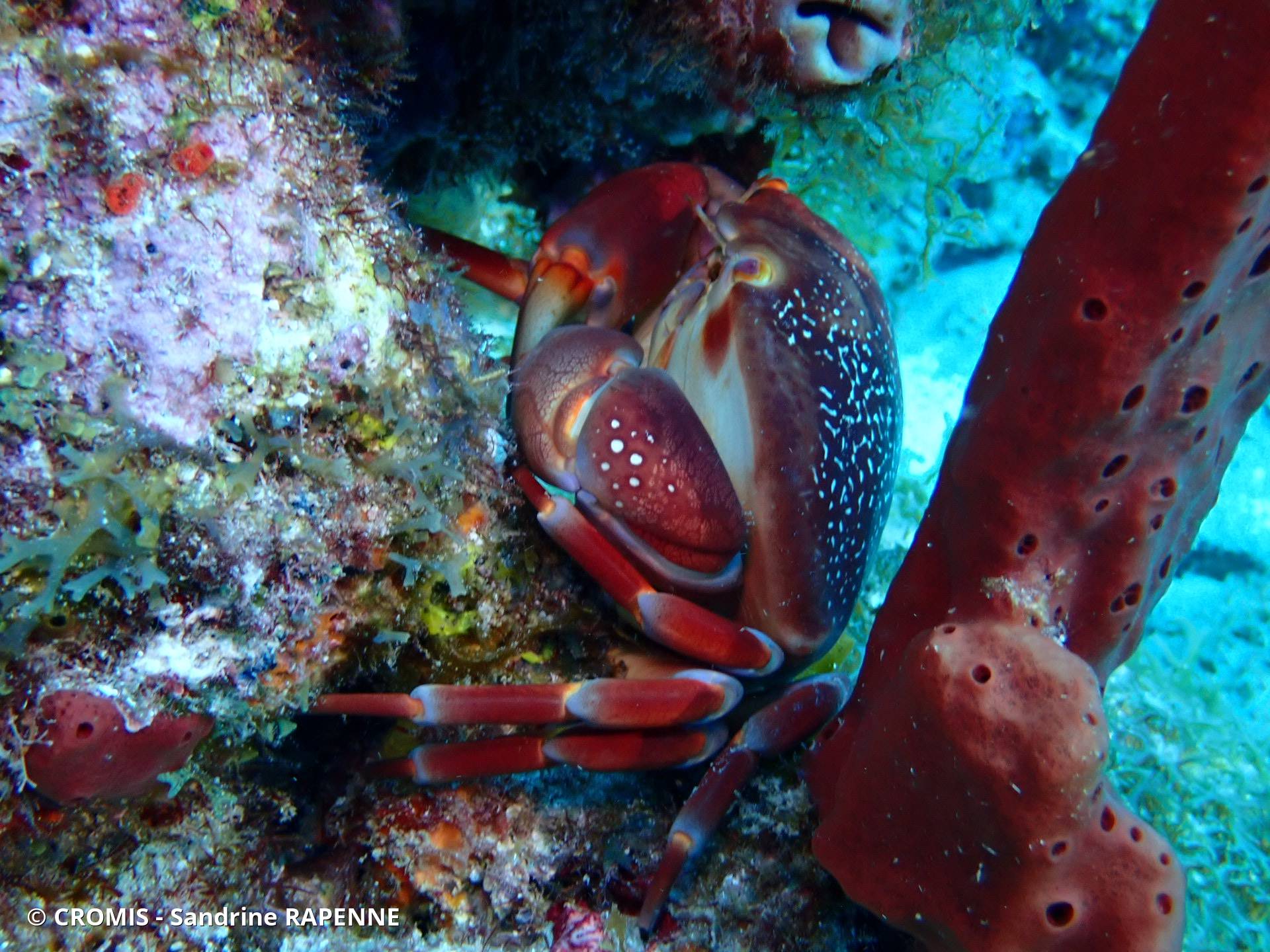Crabe bombé antillais