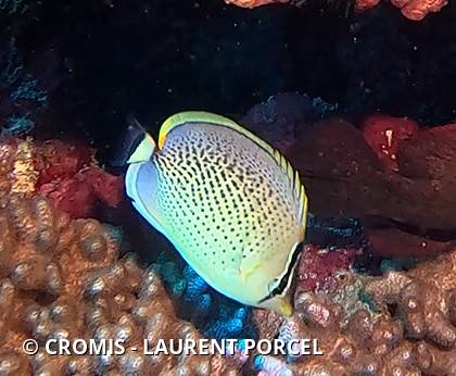 Poisson-papillon moucheté