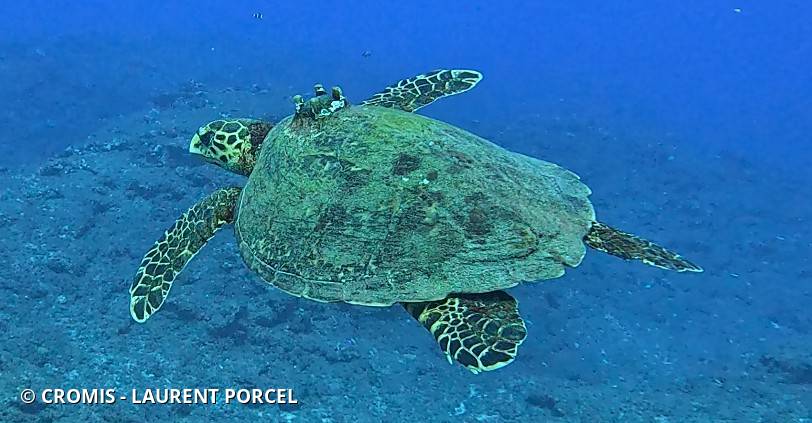 Tortue imbriquée