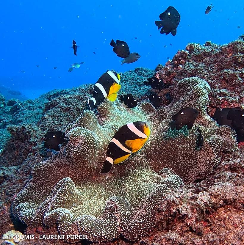 Poisson-clown de Maurice