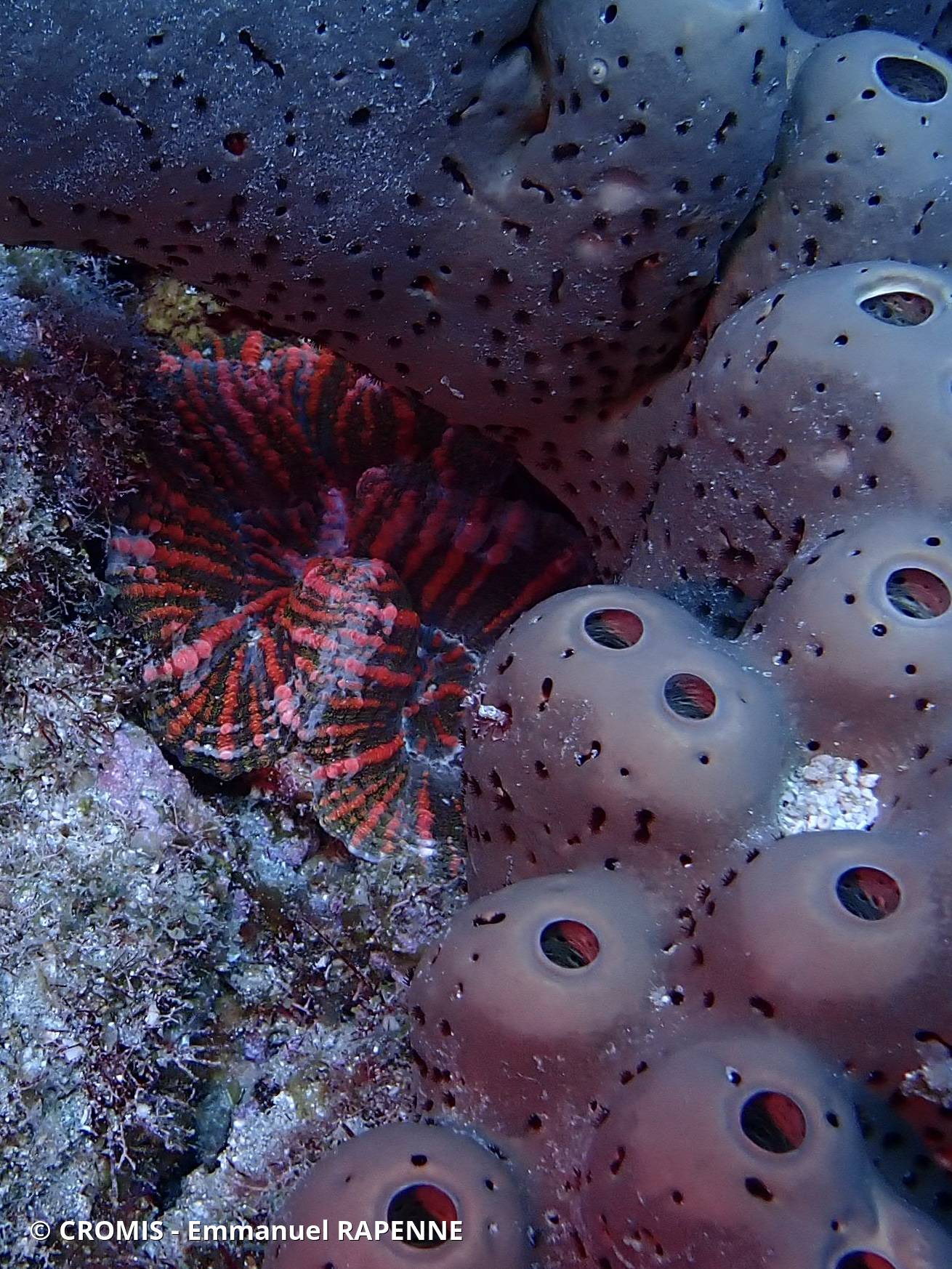 Corail fleur épineux