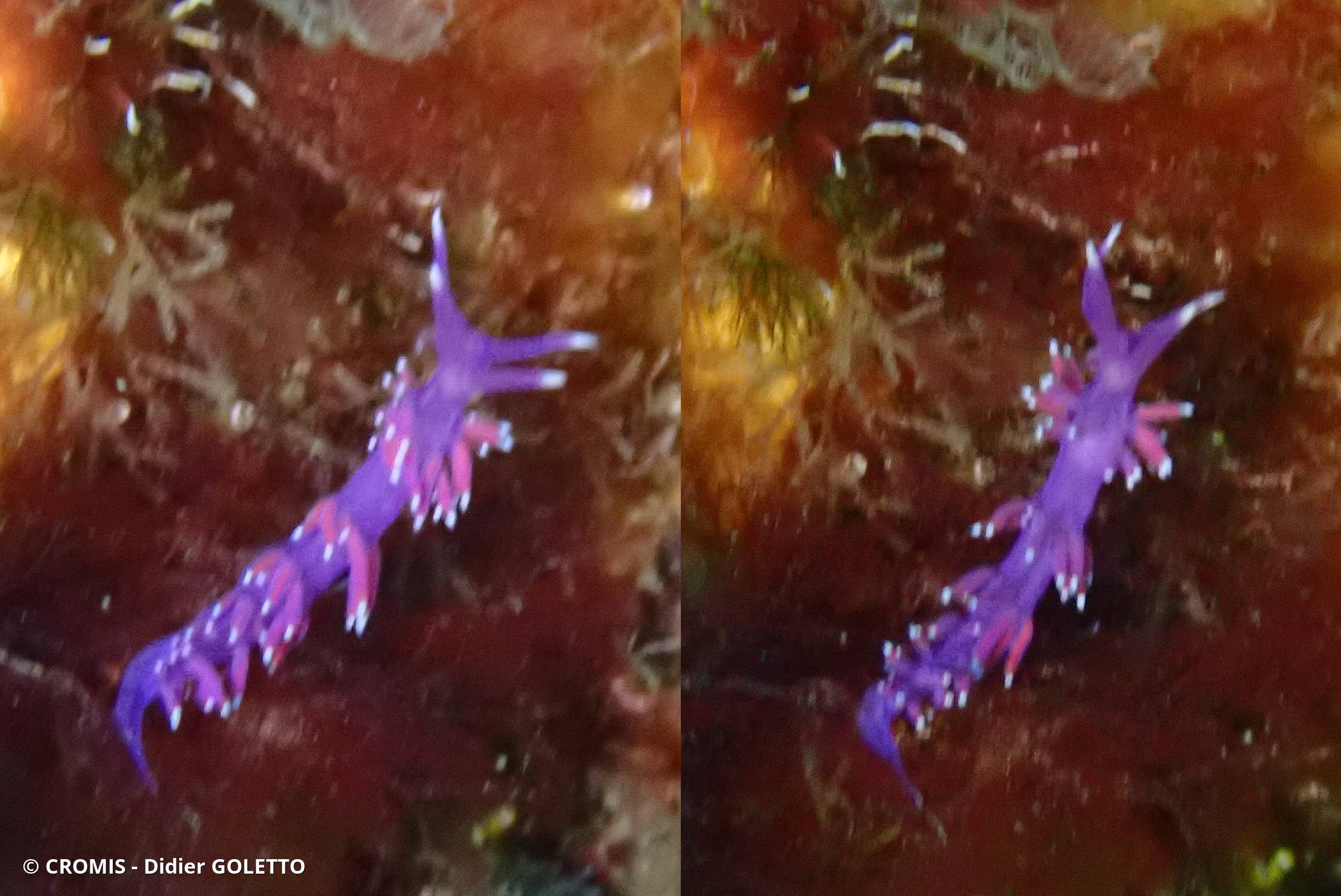 Coryphelle mauve