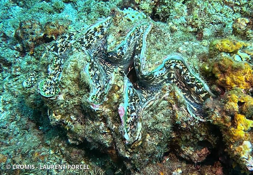Grande tridacne gaufrée