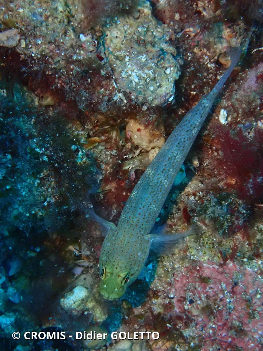 Gobie à tête jaune
