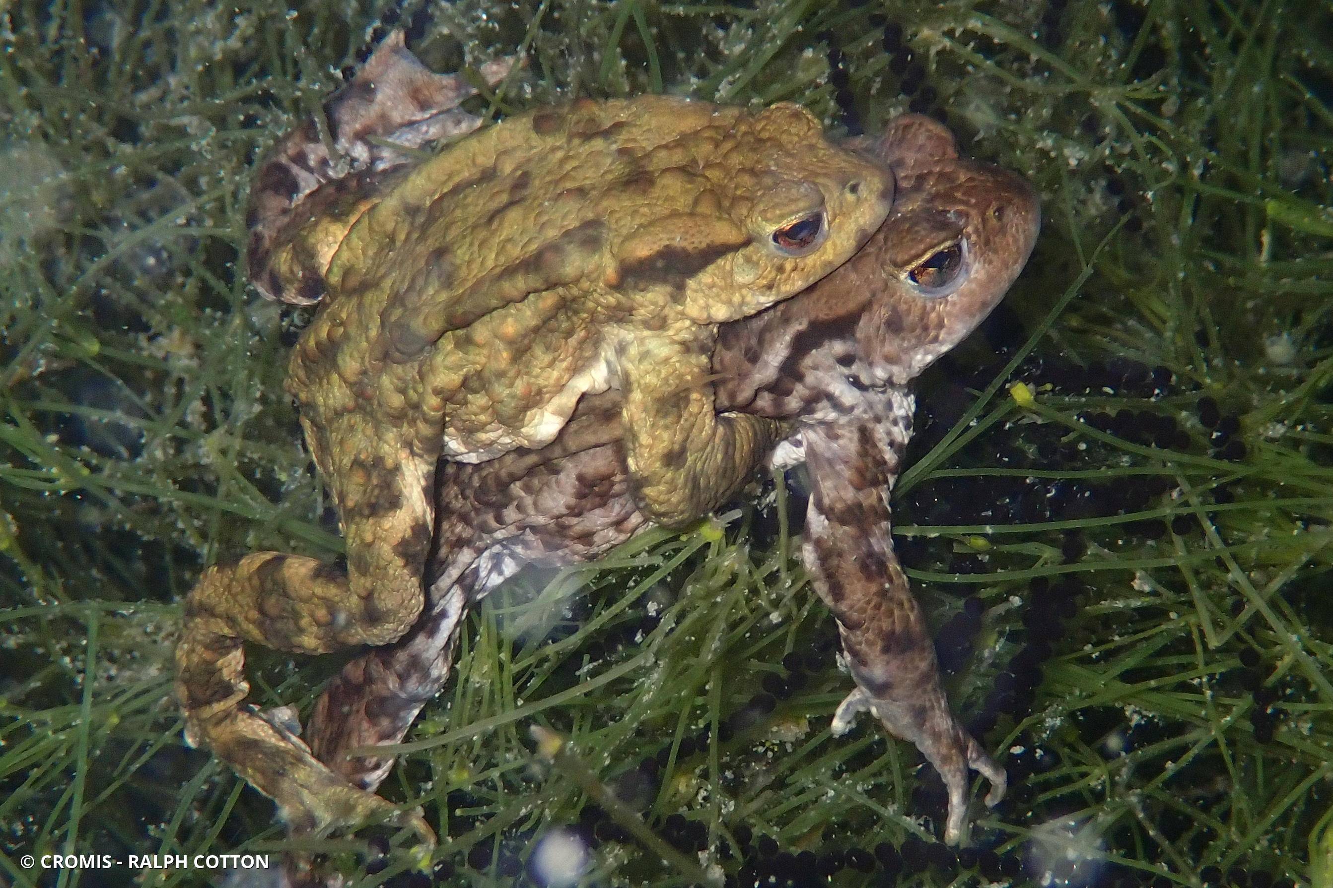 Crapaud commun
