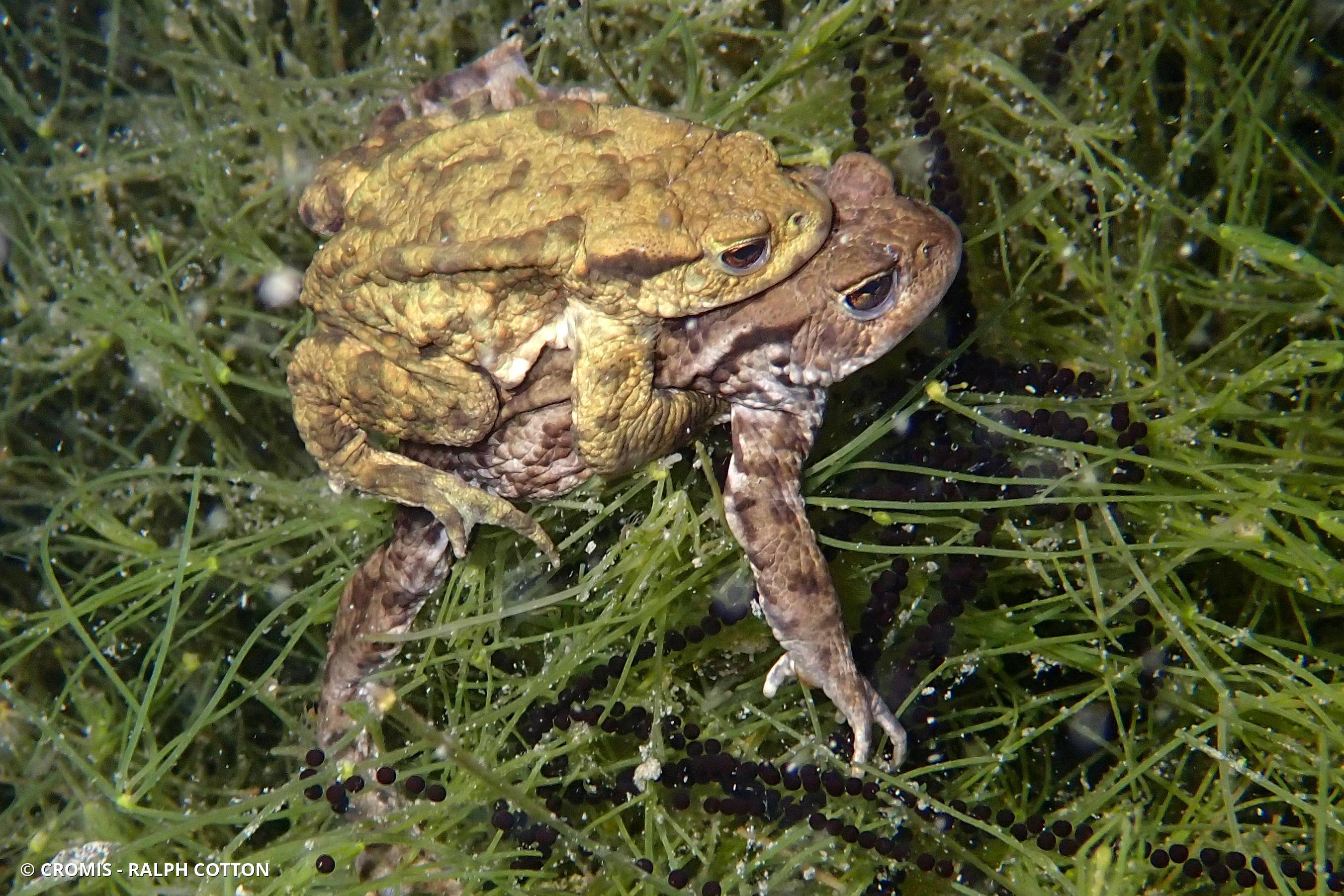Crapaud commun